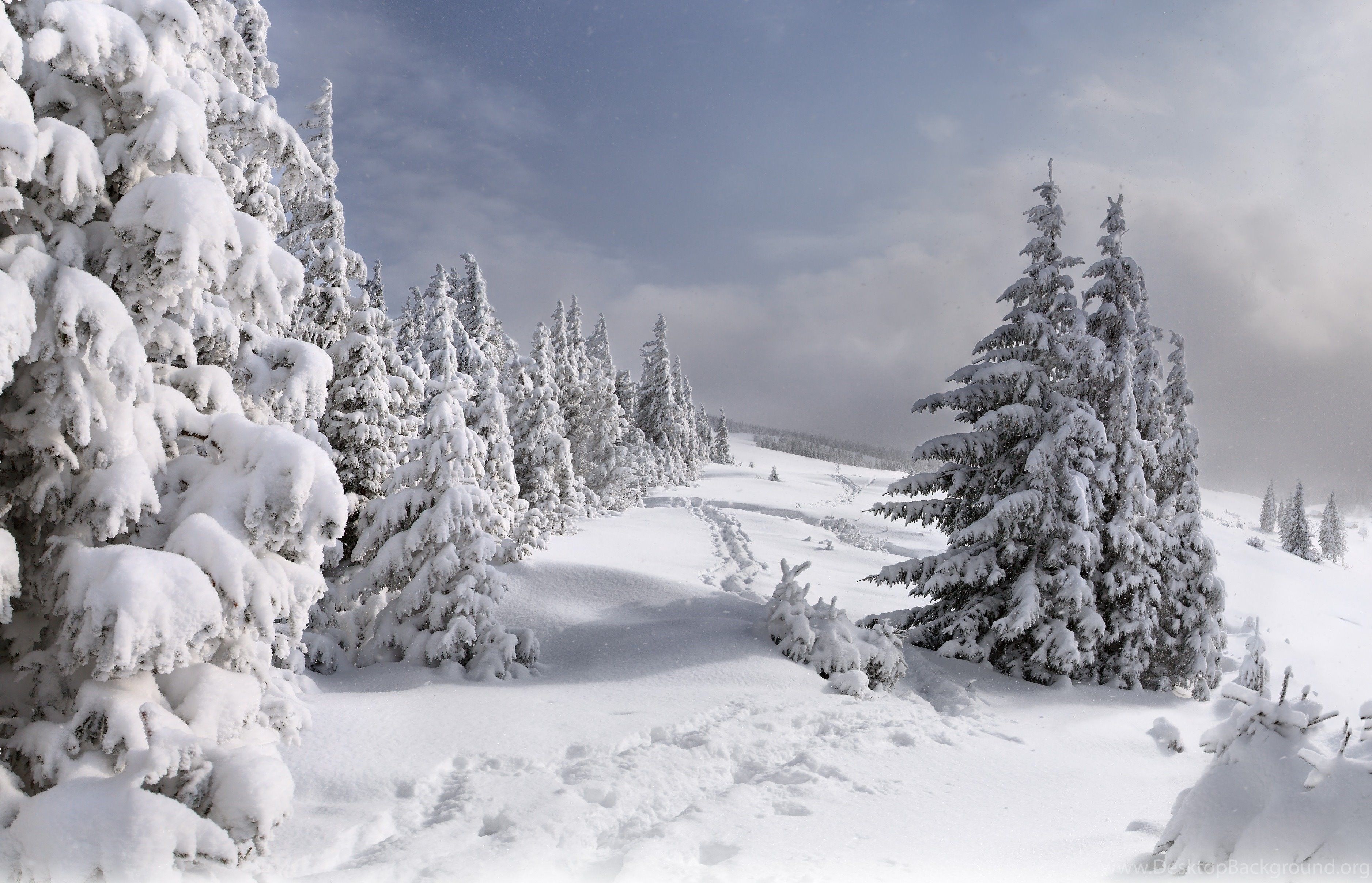 Christmas Tree Covered With Snow Wallpaper And Image. Desktop Background
