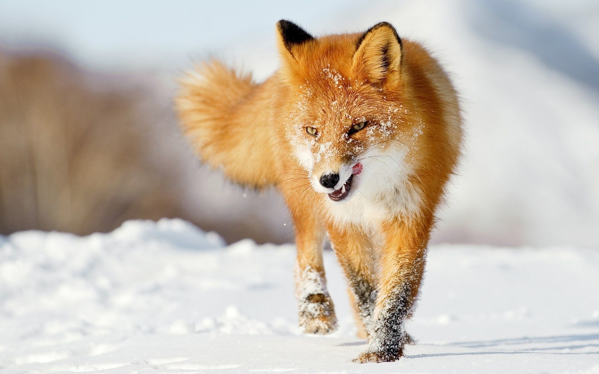 Animals fox canines red winter snow seasons fur wallpaperx1200
