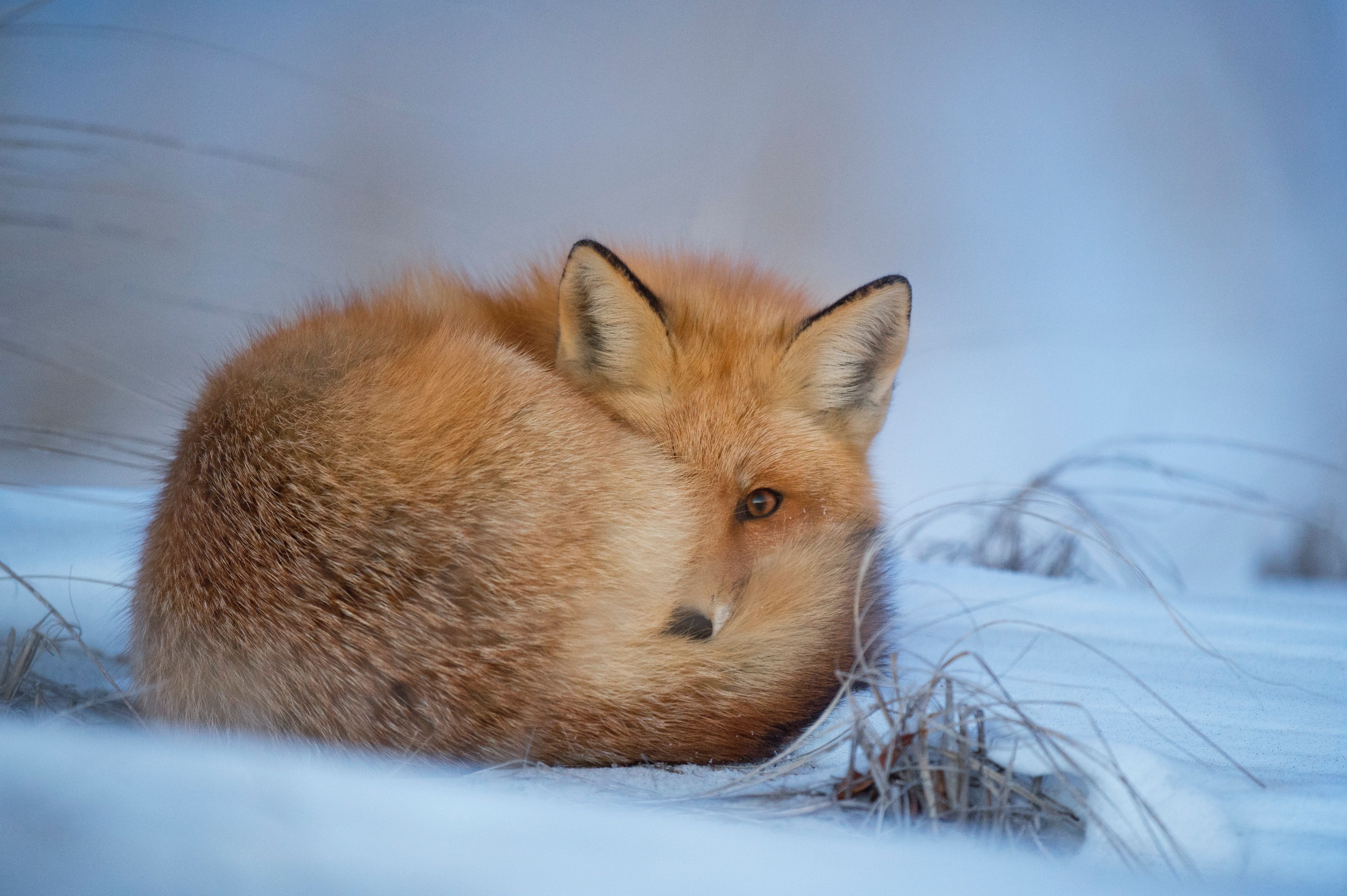 fox laying on snow photo