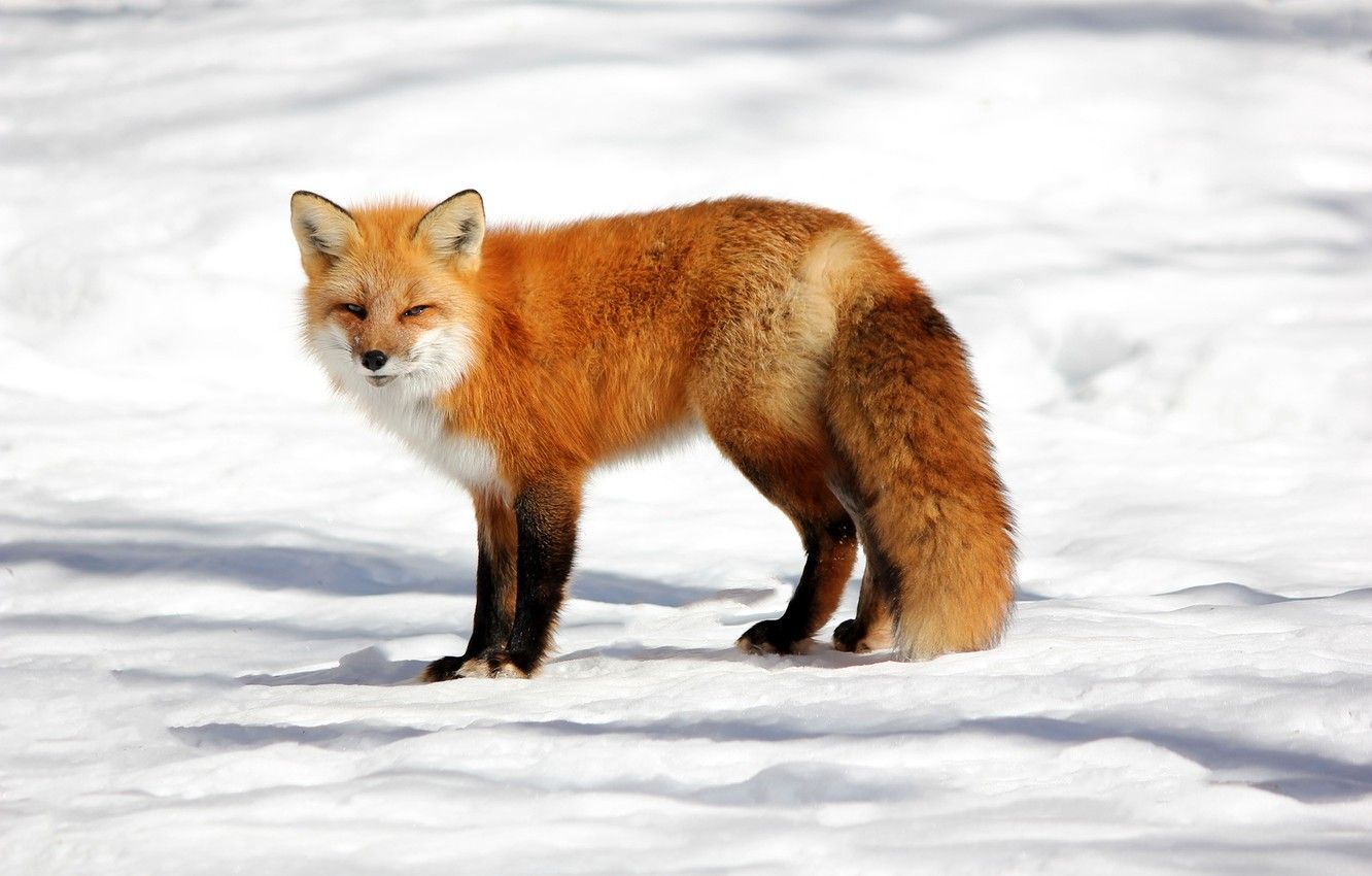 Wallpaper winter, the sun, snow, nature, Fox, red, Fox image for desktop, section животные