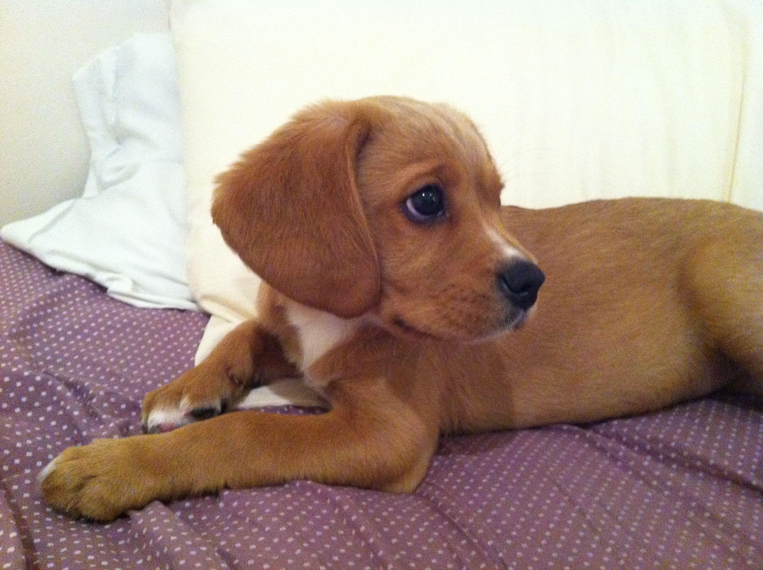 cavador. Cute dogs, Puppies, Cute animals