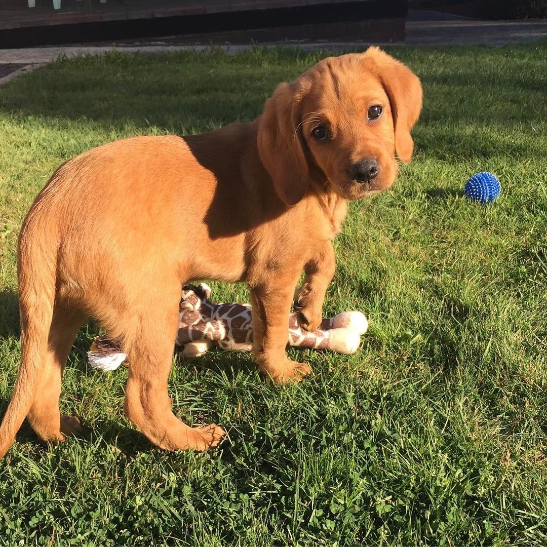 Cavador. Labrador King Charles Spaniel Mix. King charles spaniel, Labrador, Labrador retriever