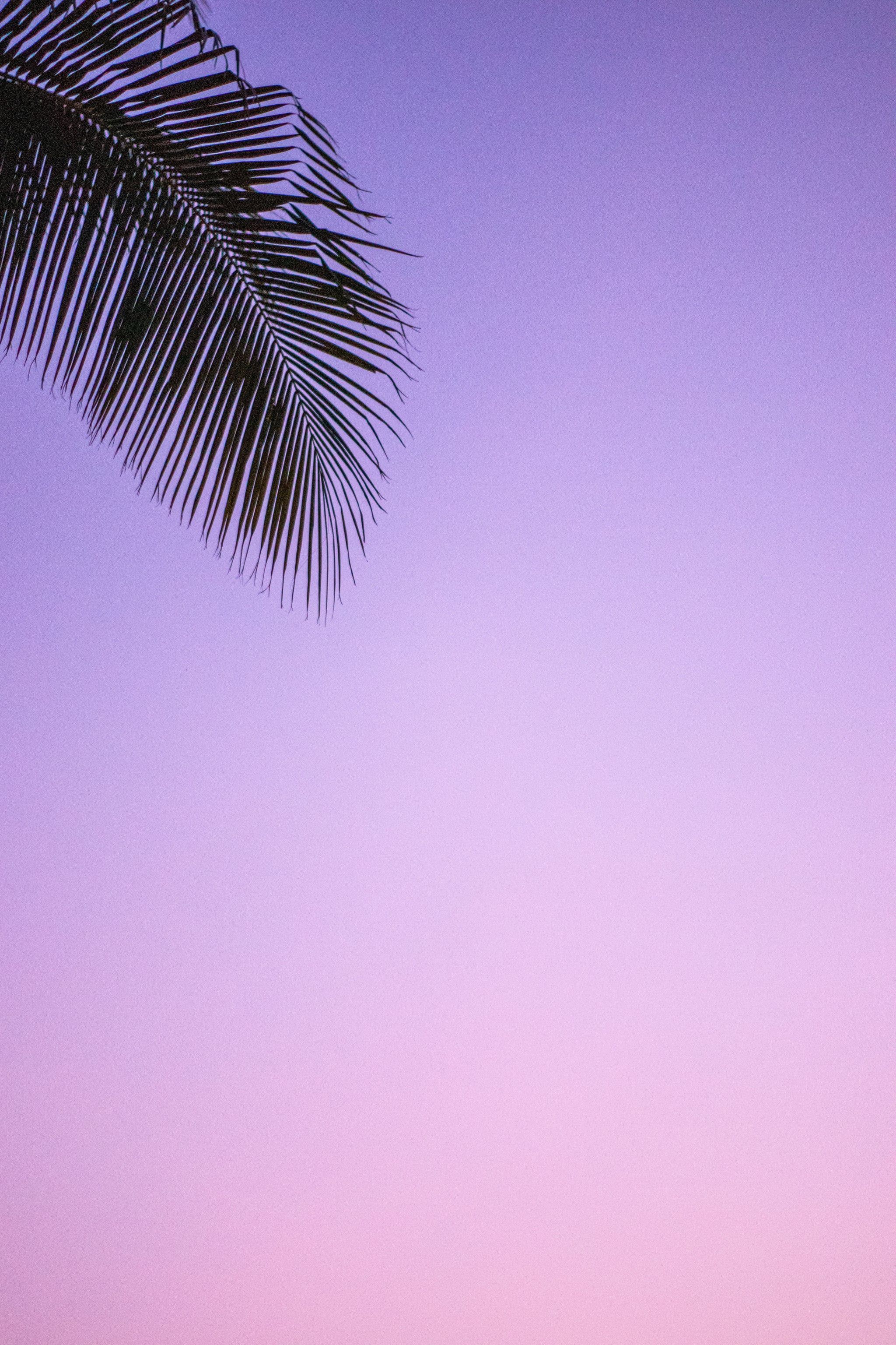 Tropical iPhone Wallpaper. The Best iOS 14 Wallpaper Ideas That'll Make Your Phone Look Aesthetically Pleasing AF