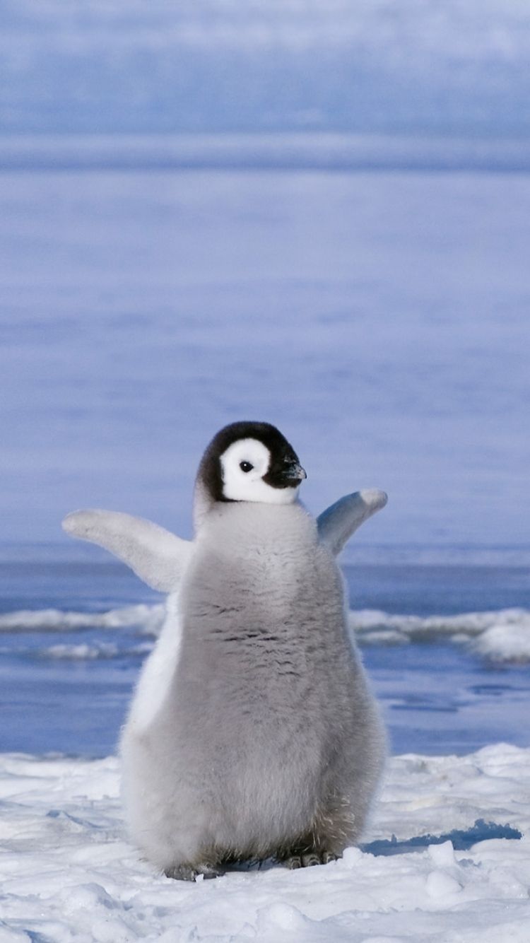 cute penguin wallpaper iphone