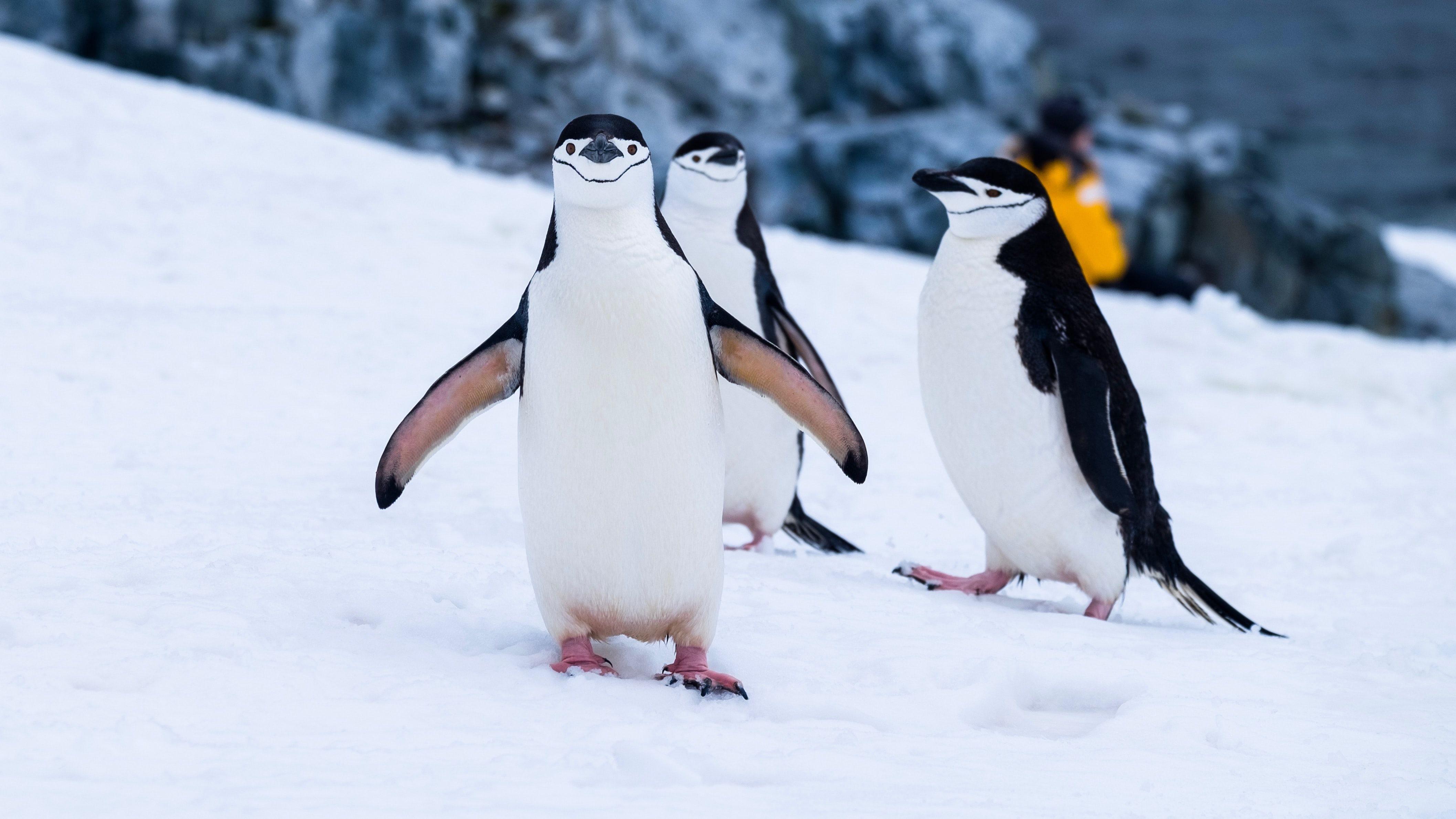 Best Penguin Picture [HD]. Download Free Image