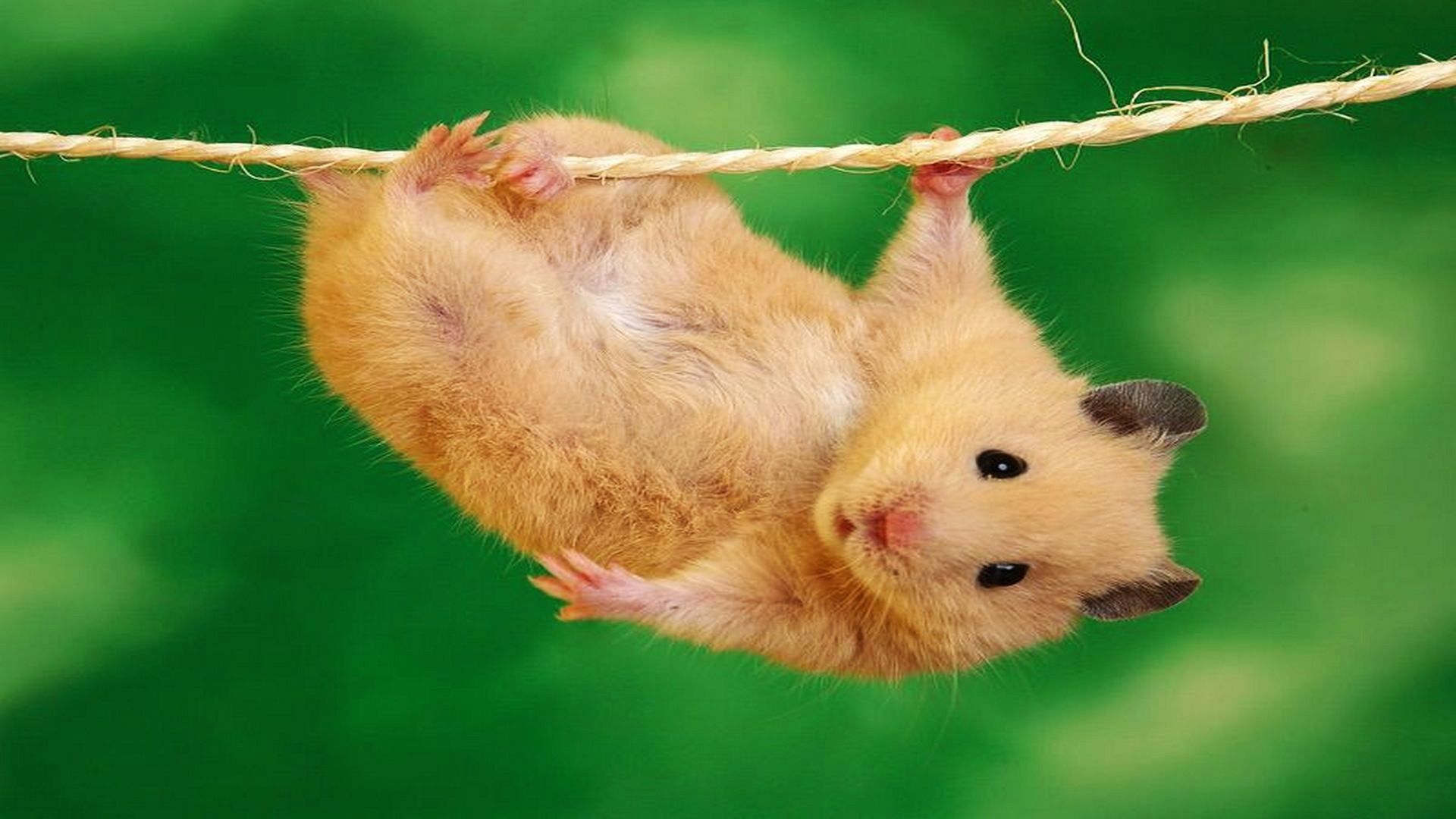 Free Hamster Desktop Wallpaper