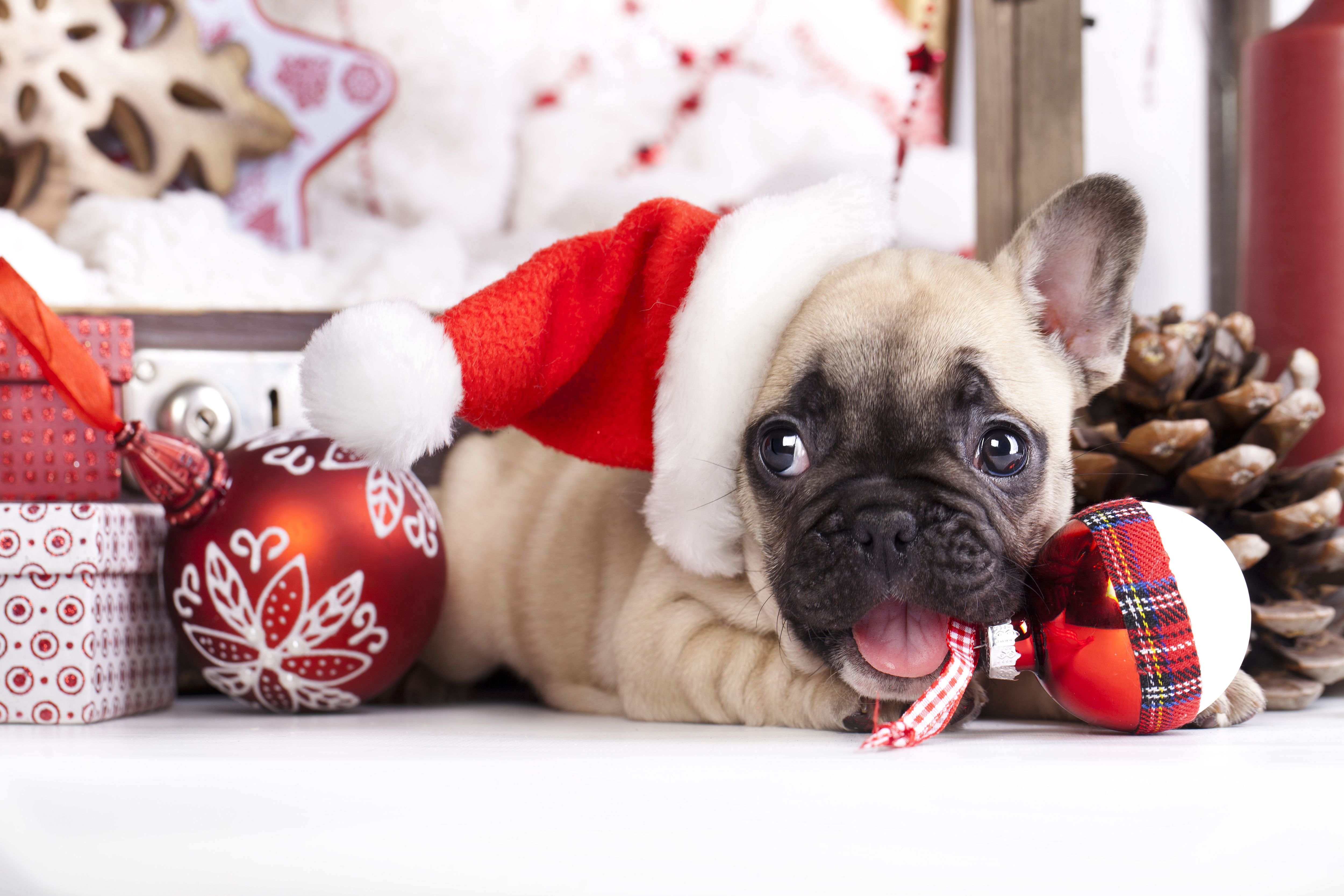 Christmas Puppy Cute Wallpapers - Wallpaper Cave