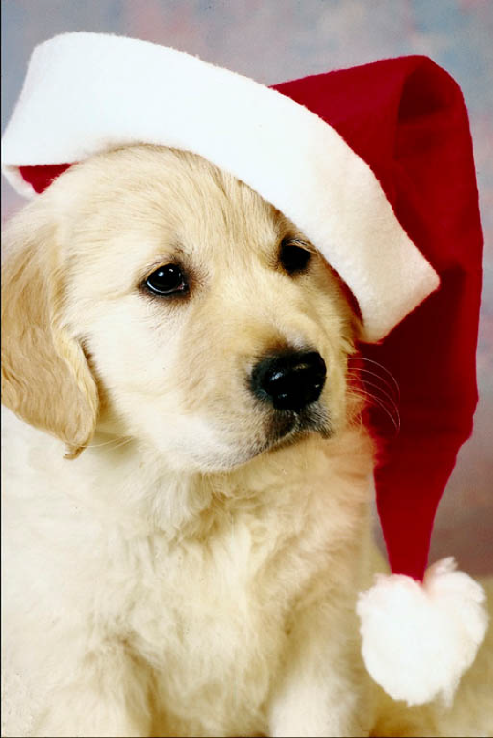 Puppy Christmas Picture Desktop Background Christmas Puppy HD Wallpaper