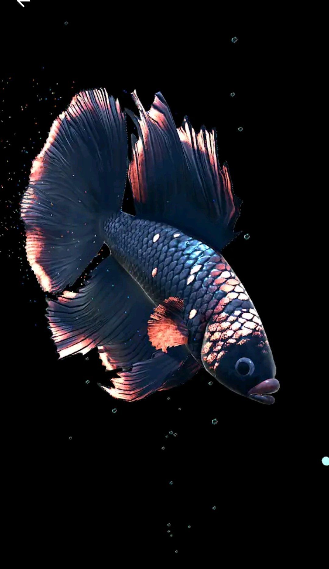 Amoled Fish Wallpapers - Wallpaper Cave