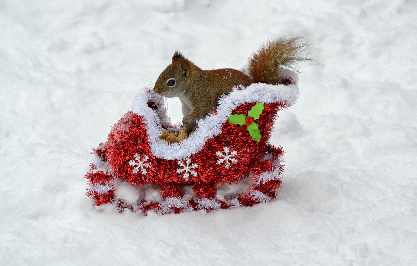 Wallpaper winter, animals, snow, new year, protein, nuts, new year, sleigh, animals, winter, background, snow, animal, nuts, snowflake, cute animal image for desktop, section животные