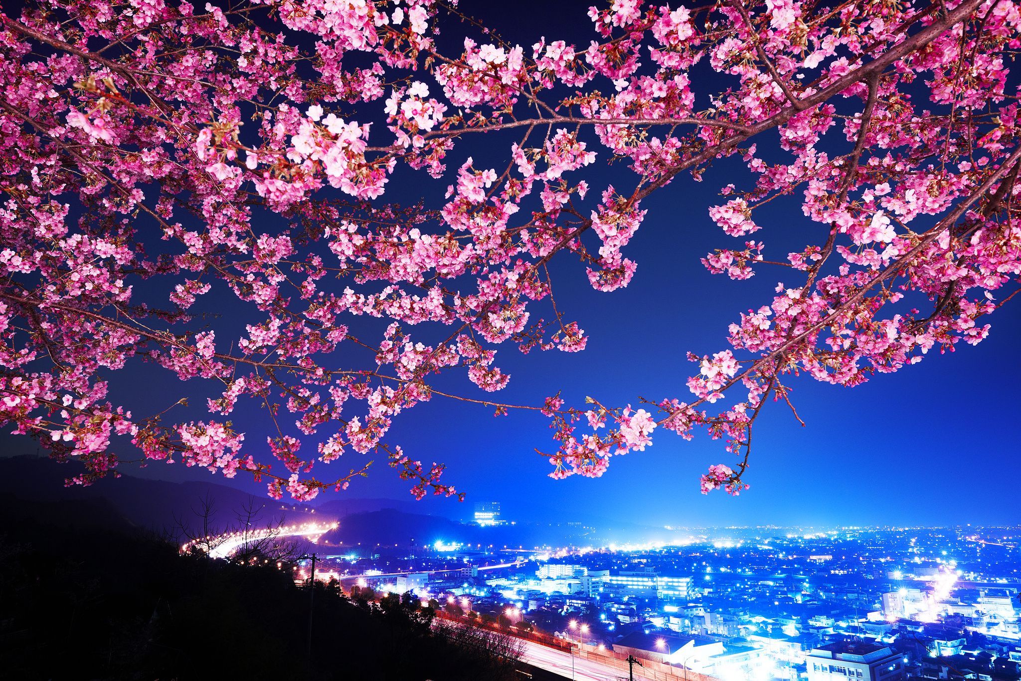 japan, Japan, sakura, night city, panorama, wallpaper, Pc background, free photo wallpaper desktop background