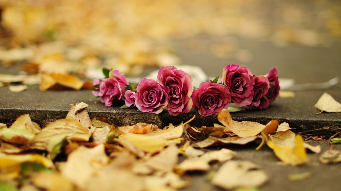 Download wallpaper roses, flowers, petals, leaves, autumn, flowers resolution 1366x768. Flowers, Rose, Autumn rose