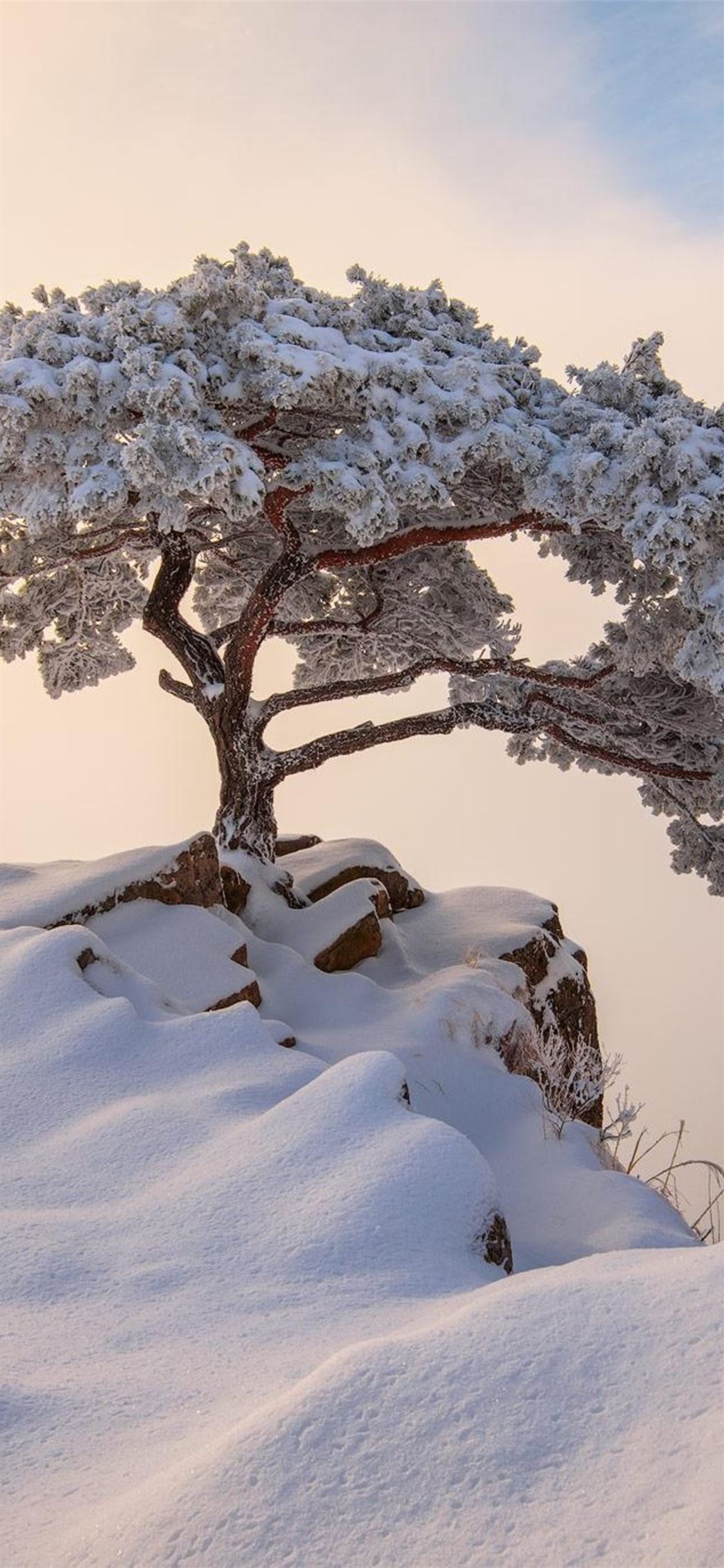 south korea december winter iPhone X Wallpaper Free Download