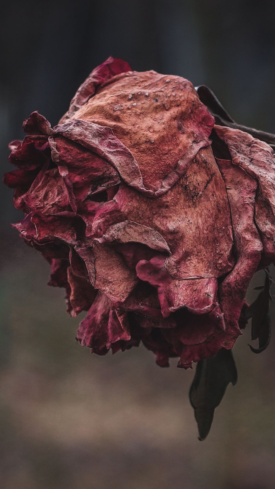 Download Wallpaper 938x1668 Rose, Dried, Autumn, Shriveled Iphone 8 7 6s 6 For Parallax HD Background