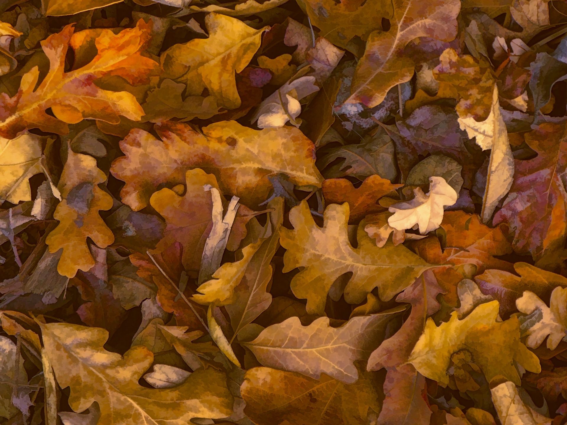 Fall Leaves Wallpaper Free Domain Picture
