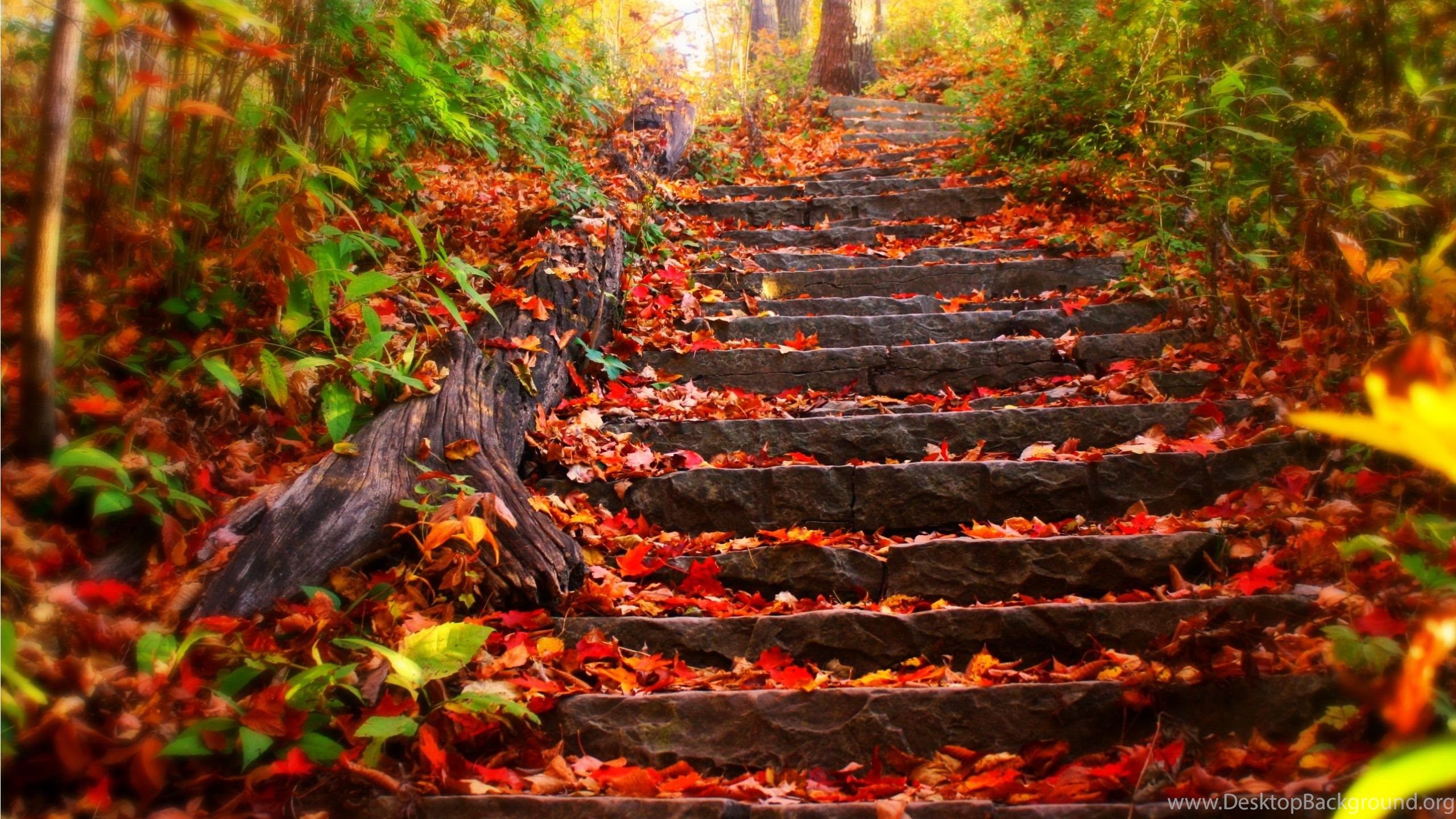 Autumn Leaves Desktop Wallpaper HD Wallpaper Background Of. Desktop Background