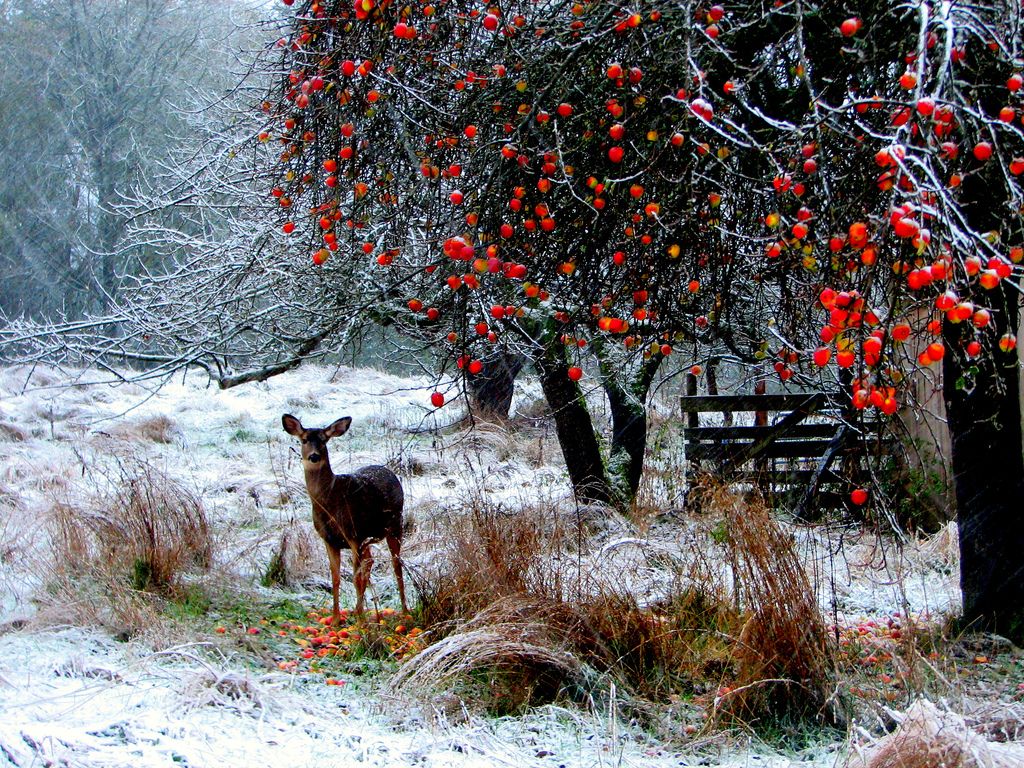 Beautiful Winter Scenery And Snow Photo. The Weather Tips Guide