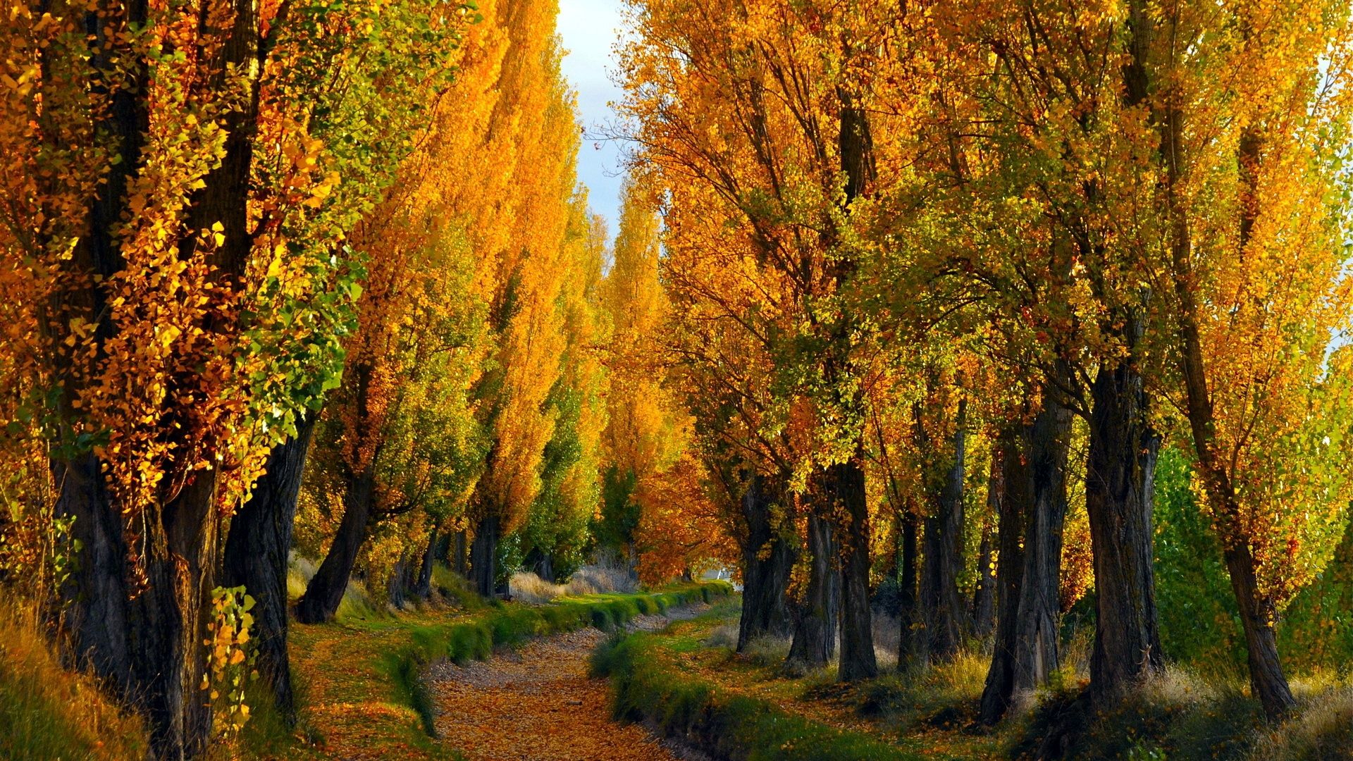 Trees Autumn Nature HD Wallpaper