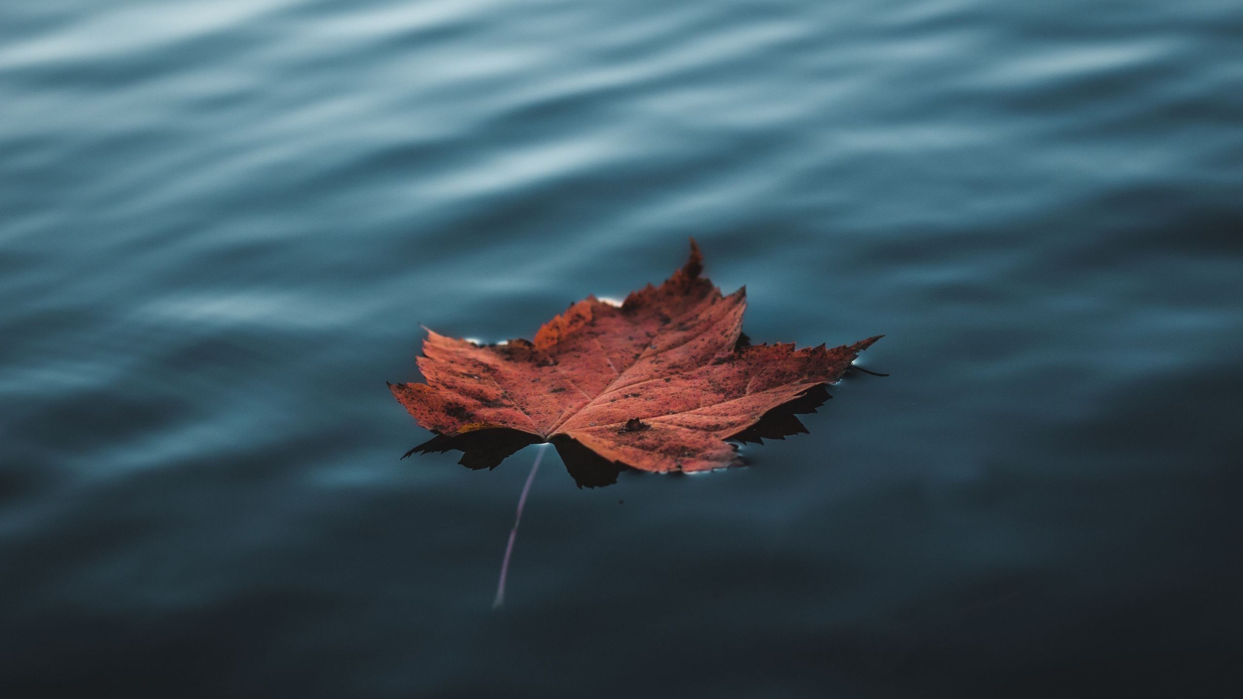 Wallpaper 4k Orange Autumn Leaf Floating On Water 4k 4k Wallpaper, 5k Wallpaper, Autumn Wallpaper, Hd Wallpaper, Leaf Wallpaper, Nature Wallpaper, Photography Wallpaper, Water Wallpaper