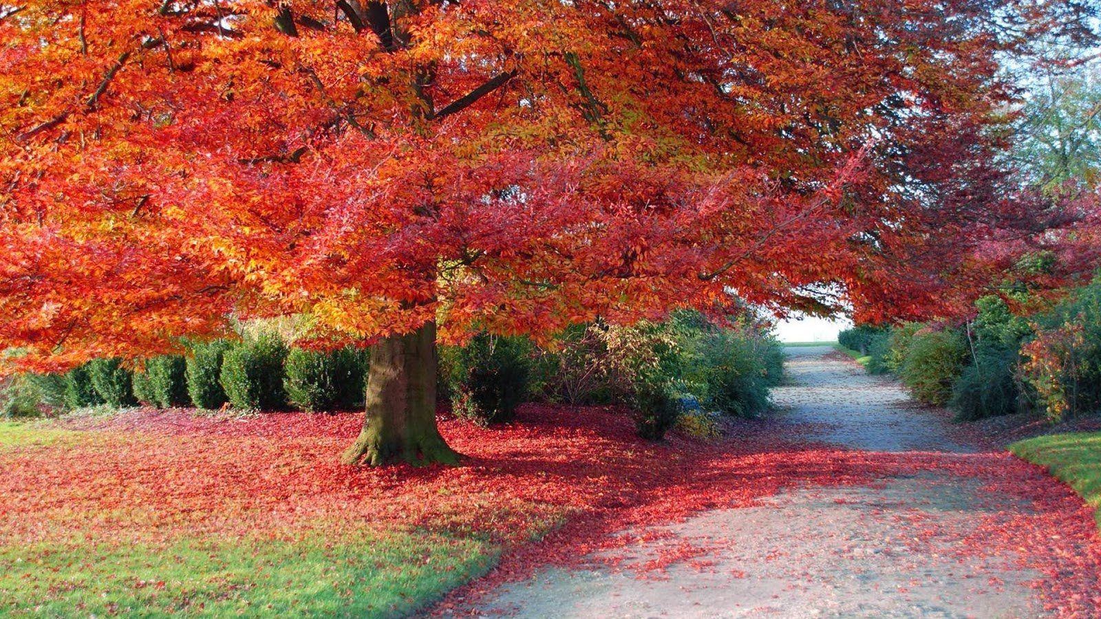 Autumn HD Wallpaper 1080p
