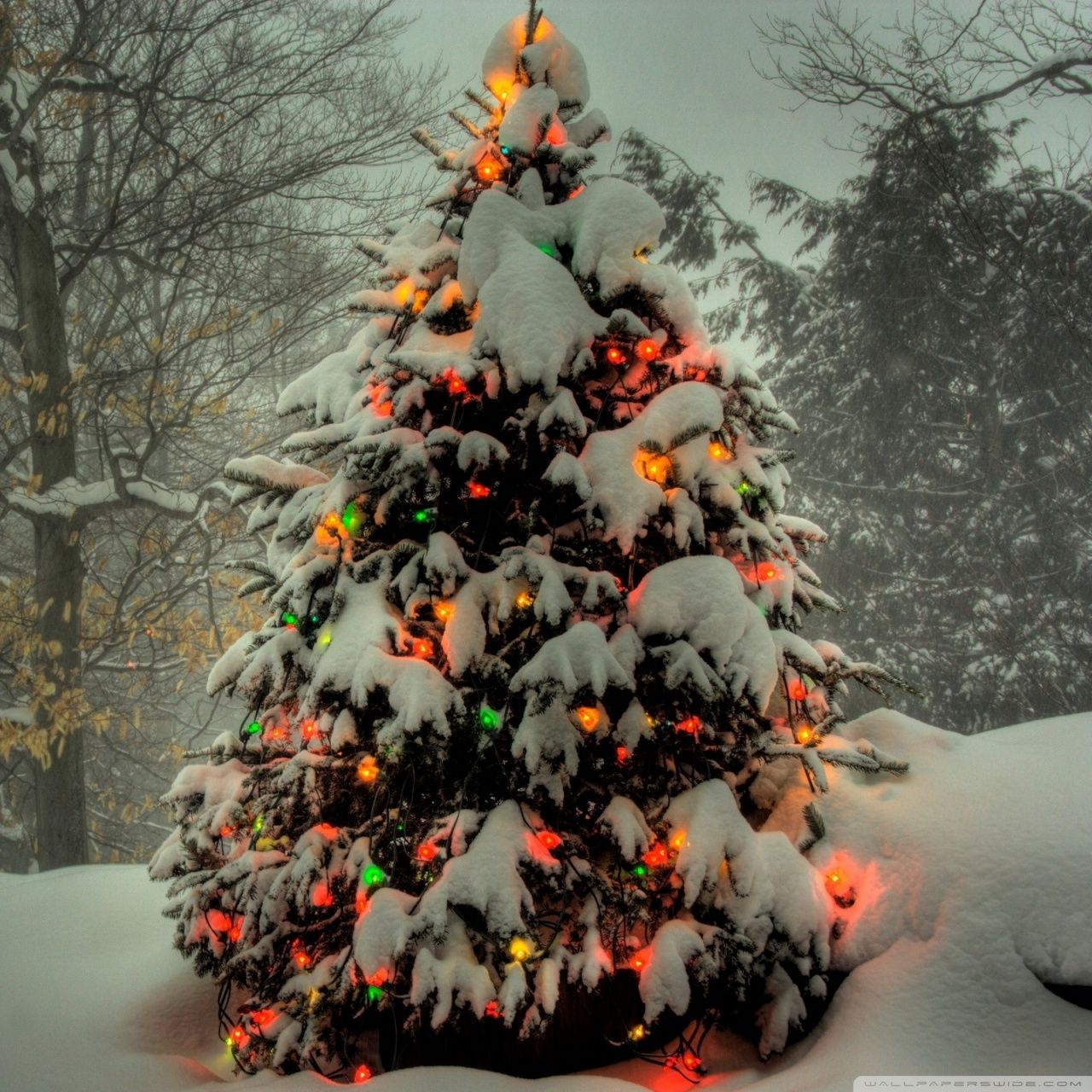 Christmas Tree Outside HD desktop wallpaper, High Definition