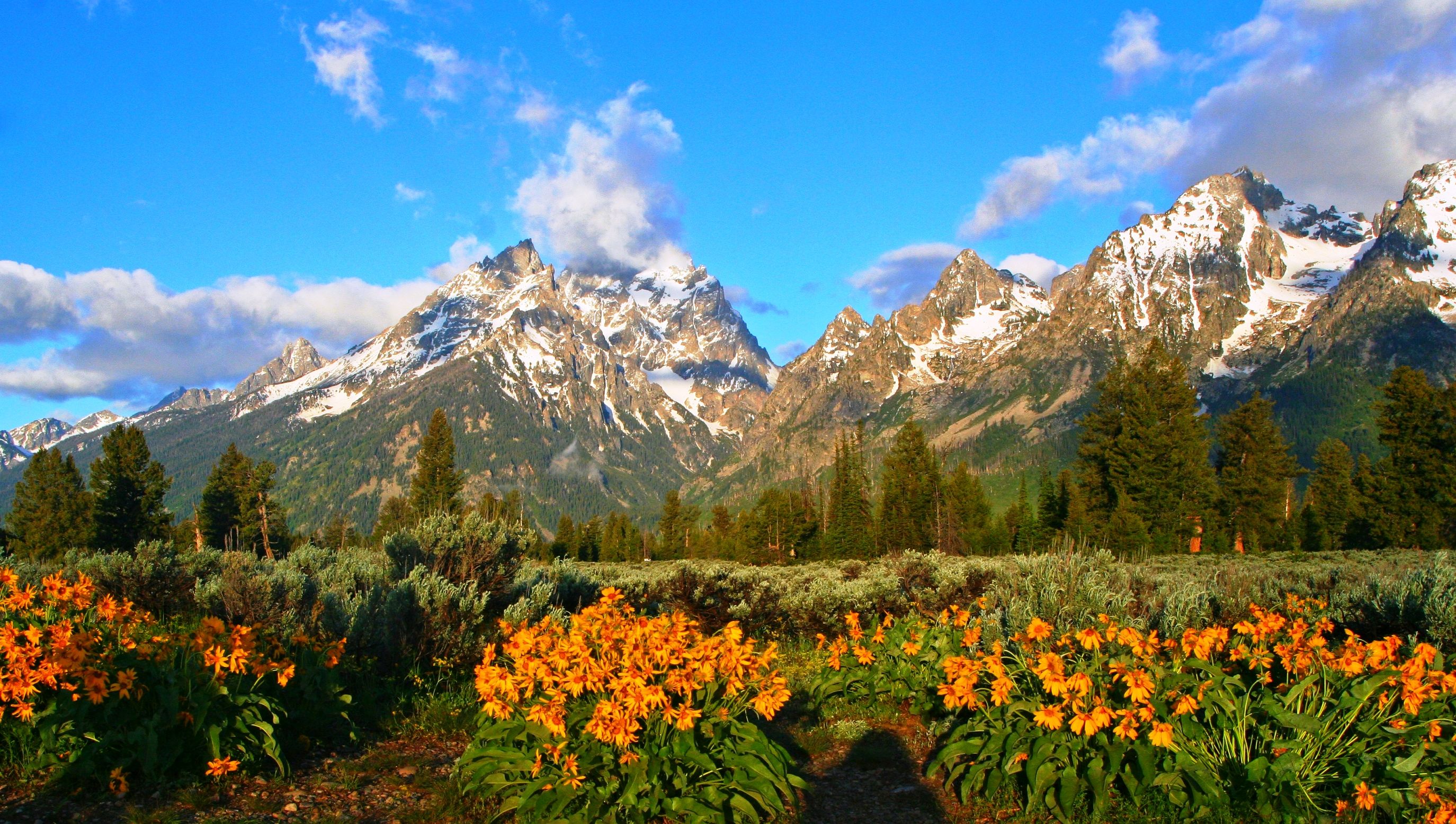 beautiful, snowy peaks, trees, forest, morning light, mountains, wildflowers, Wyoming, flowers wallpaper