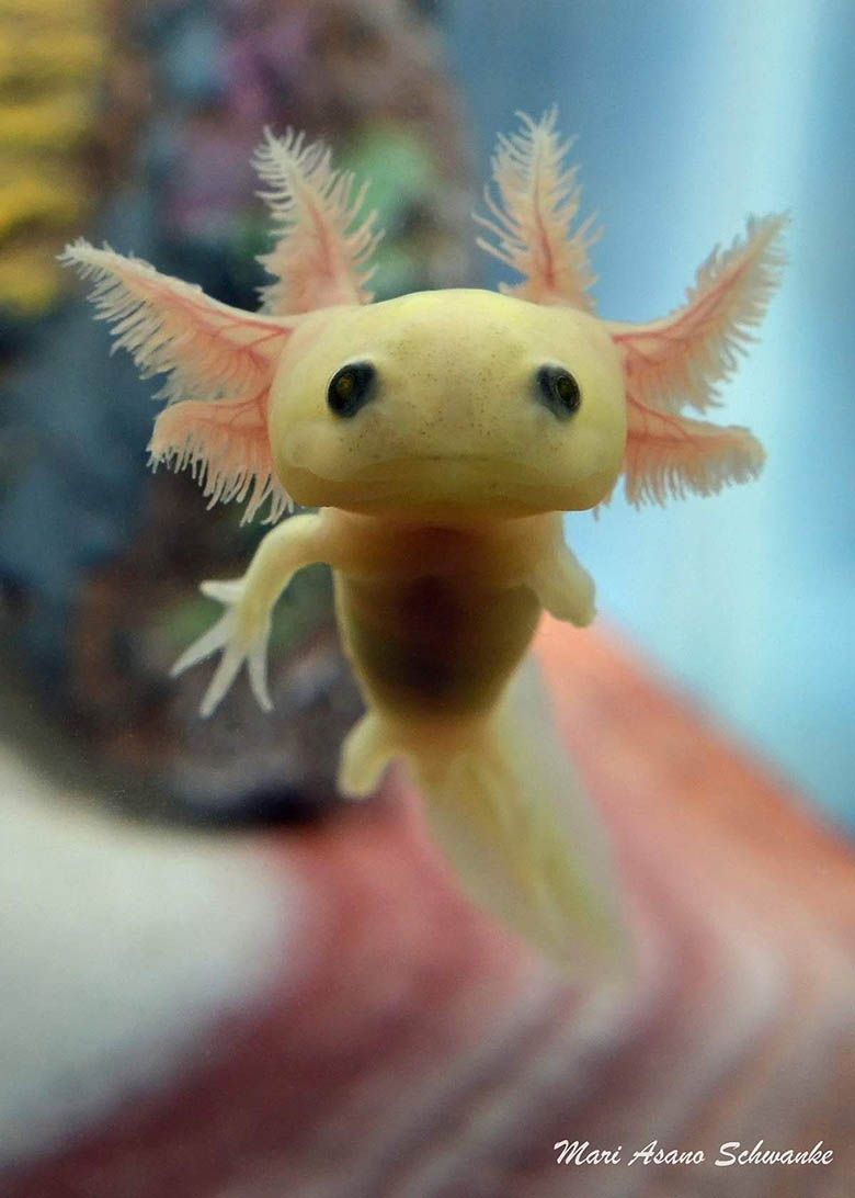 Axolotls ideas. axolotl, cute animals, reptiles and amphibians