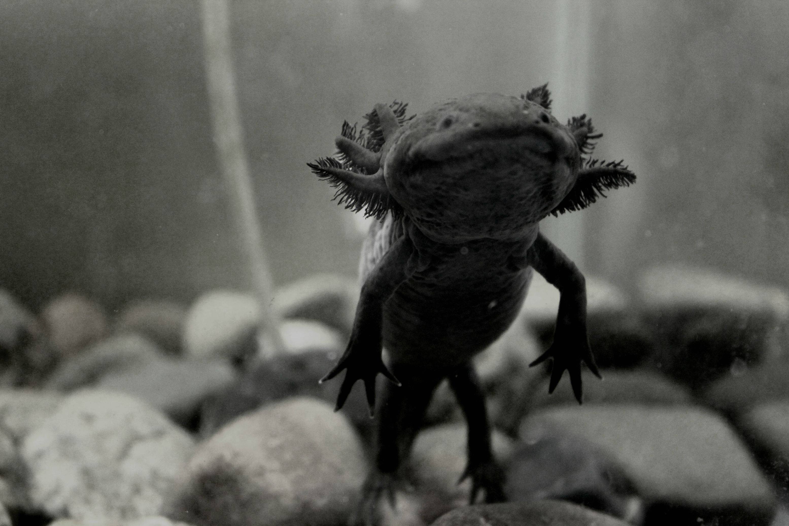 Adorable Axolotls Wallpapers - Wallpaper Cave