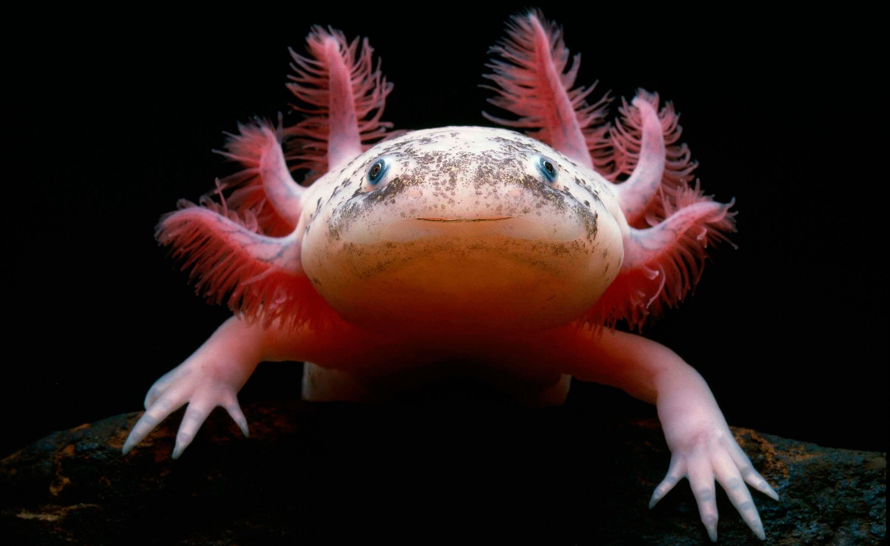 Adorable Axolotls Wallpapers - Wallpaper Cave