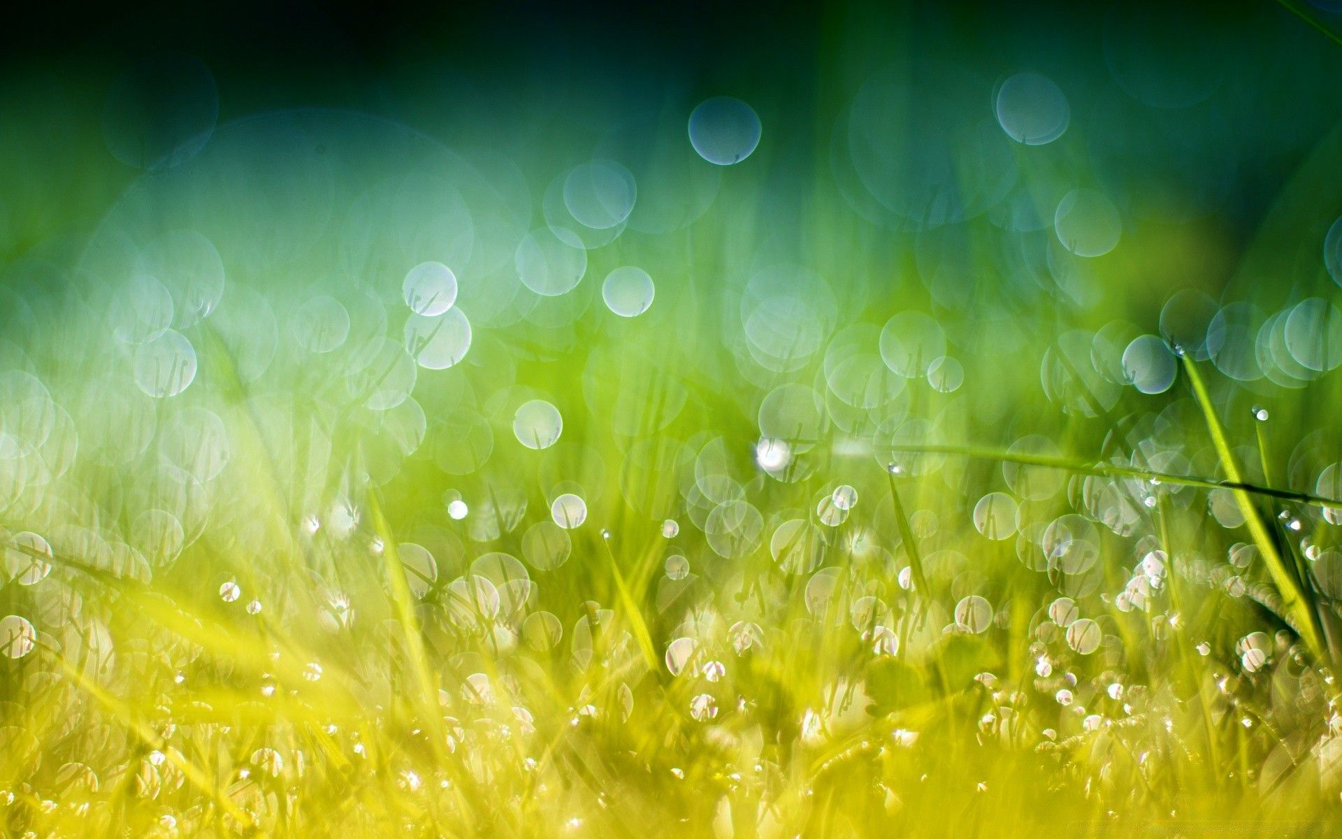 Green Gold Grass