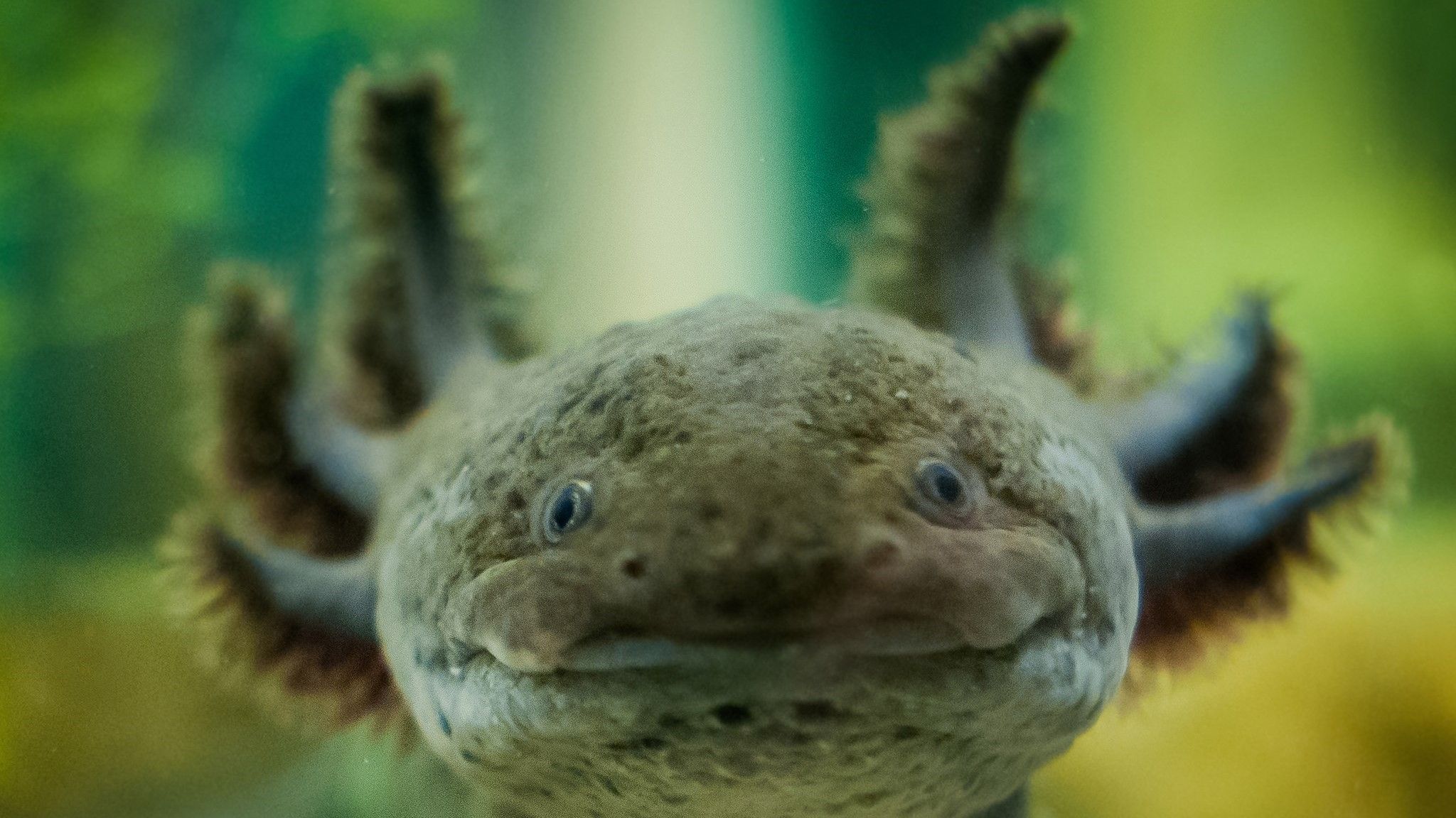 The Axolotl Can Grow Back It's Limbs. Ever Widening Circles
