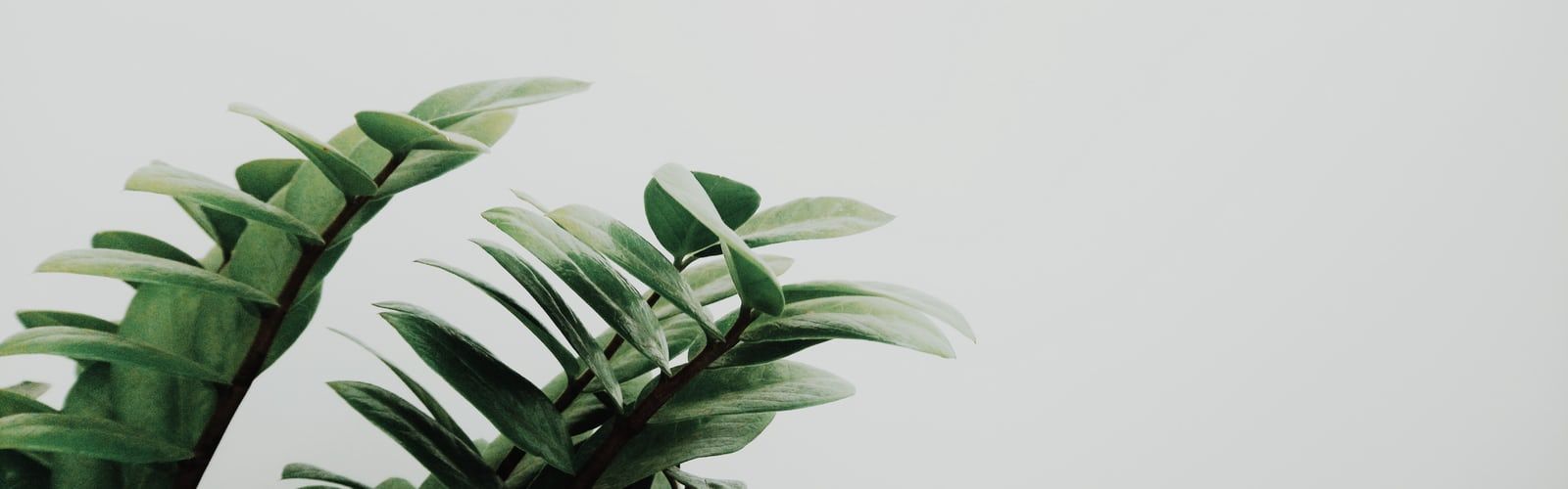 Free download Laptop Wallpaper 22 best wallpaper minimal white and [1600x500] for your Desktop, Mobile & Tablet. Explore Houseplant Wallpaper. Houseplant Wallpaper