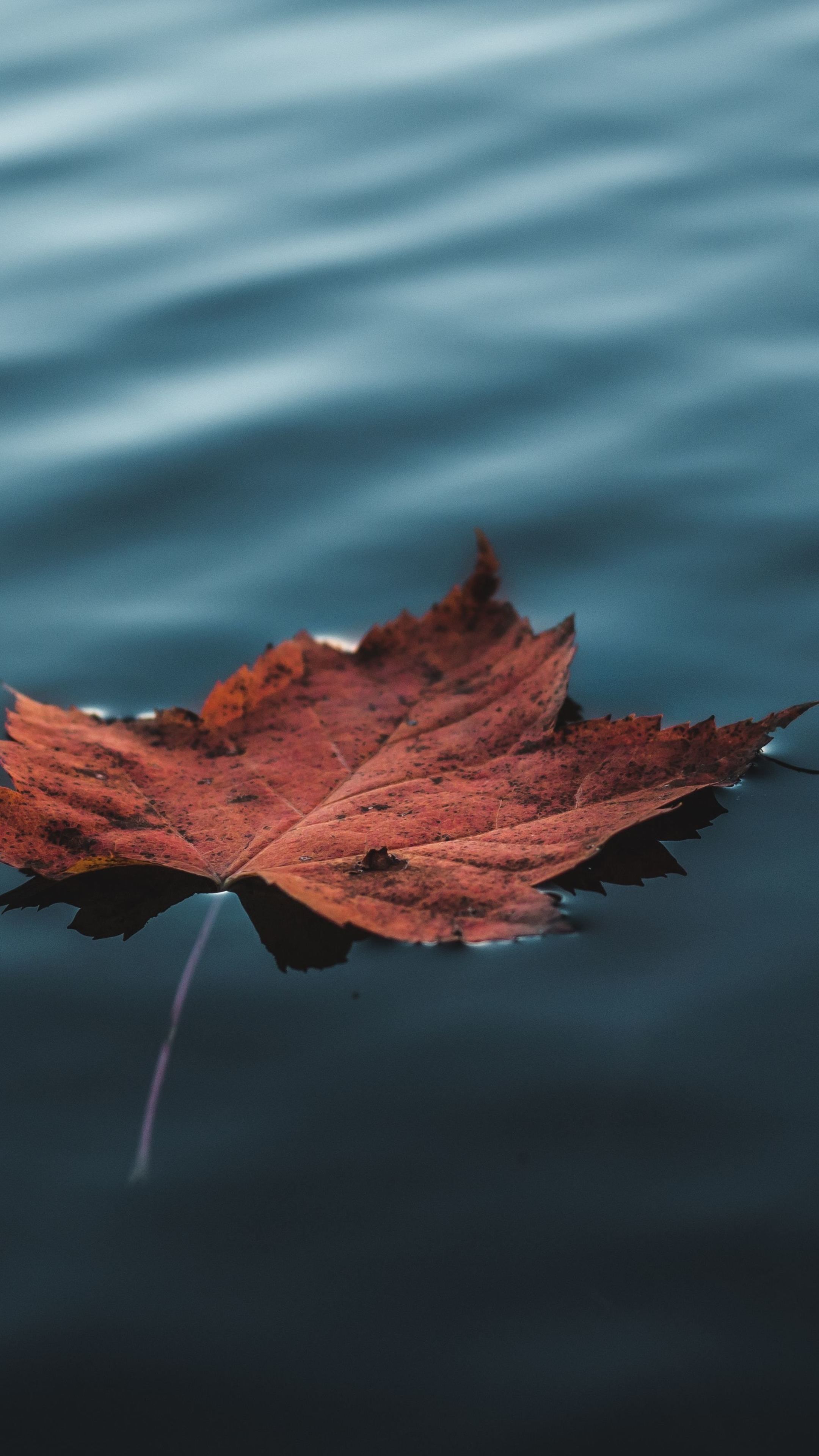 Nature #Orange Autumn Leaf Floating On Water #wallpaper. Fotos de paisagem, Desenho tutorial corpo, Fotos