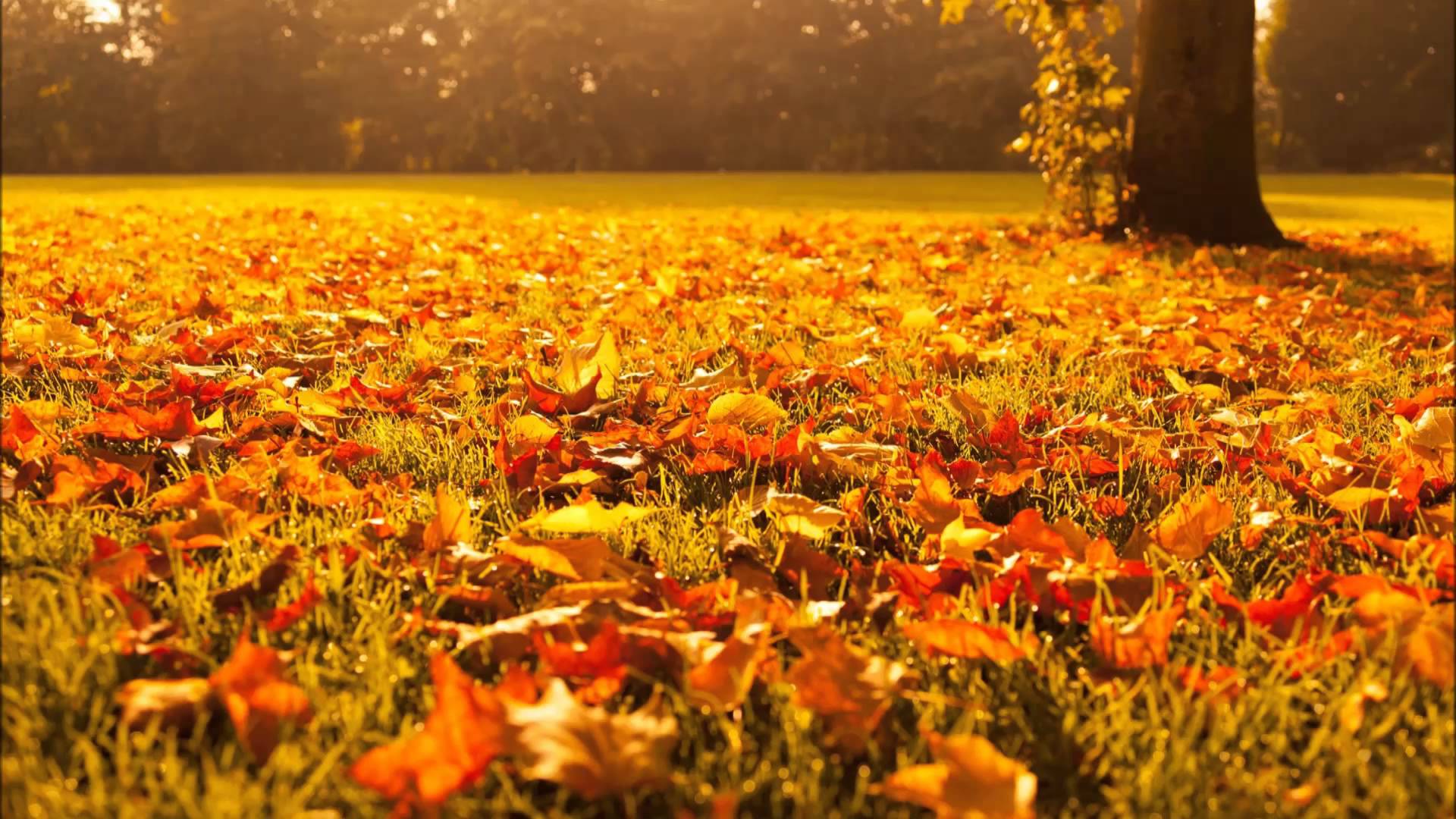 Relaxing Fall Wallpaper Free Relaxing Fall Background