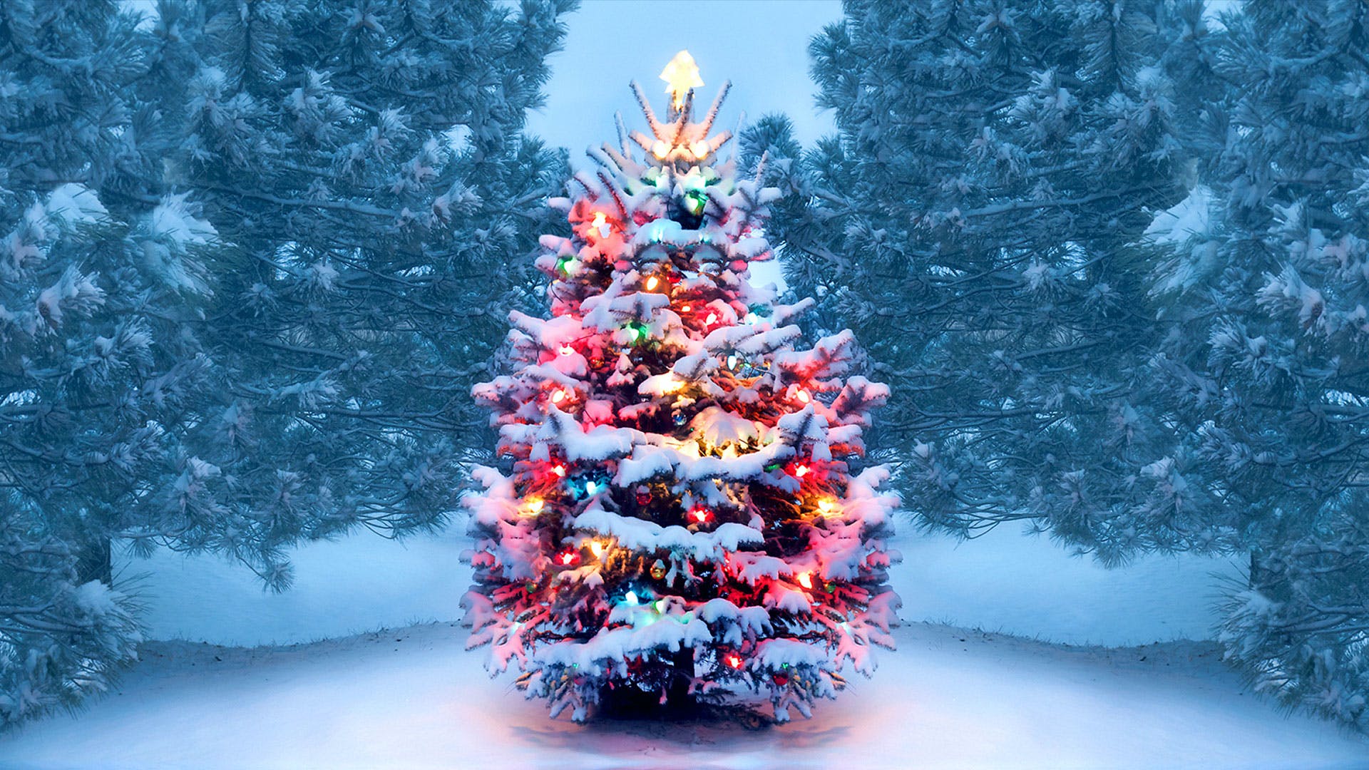 History of Christmas Trees