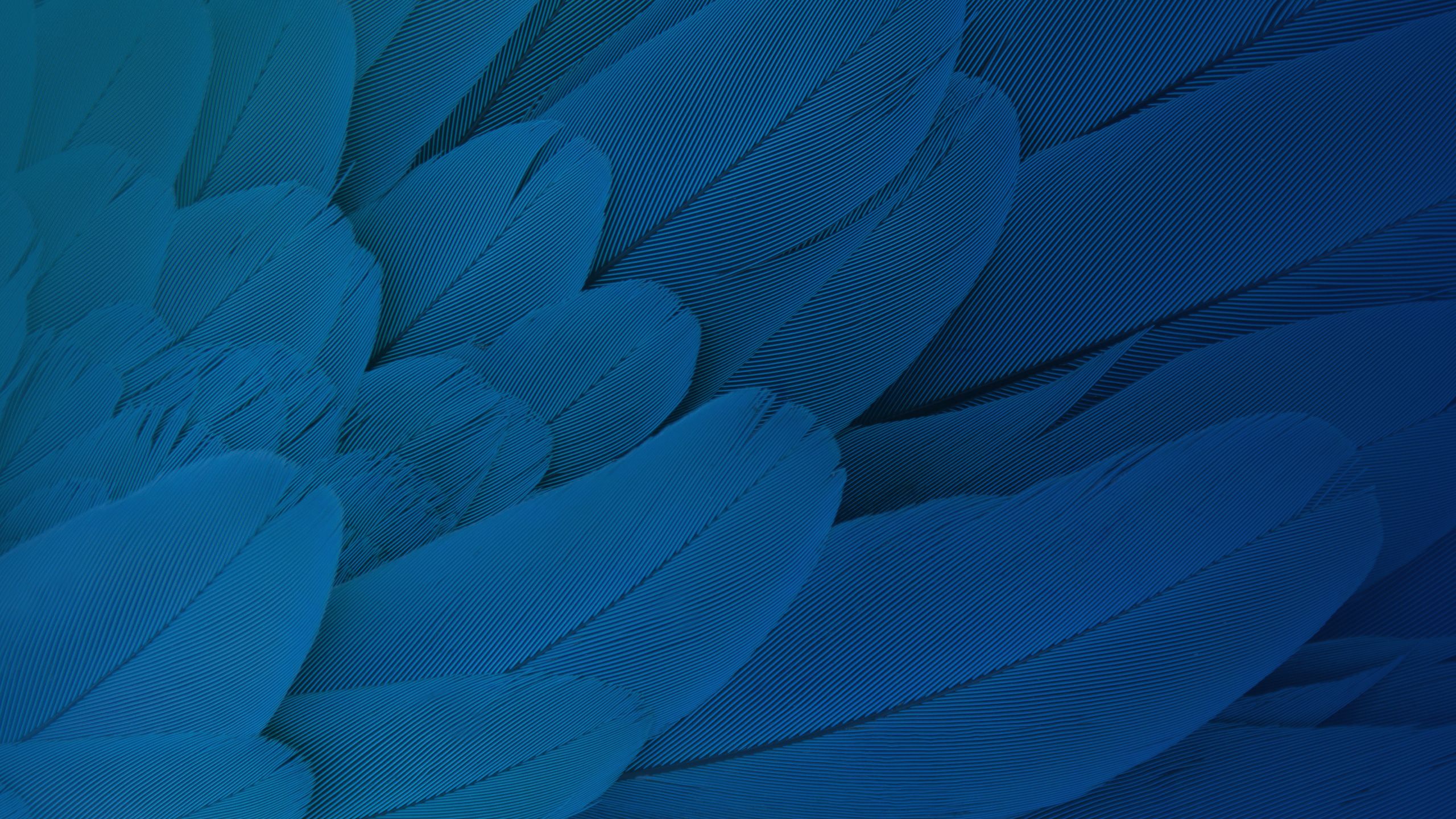 Feathers Moto X Play Stock HD Wallpaper
