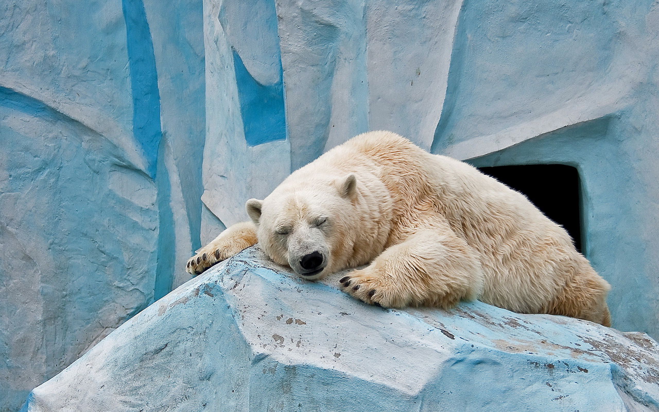 Polar Bear wallpaperx1600