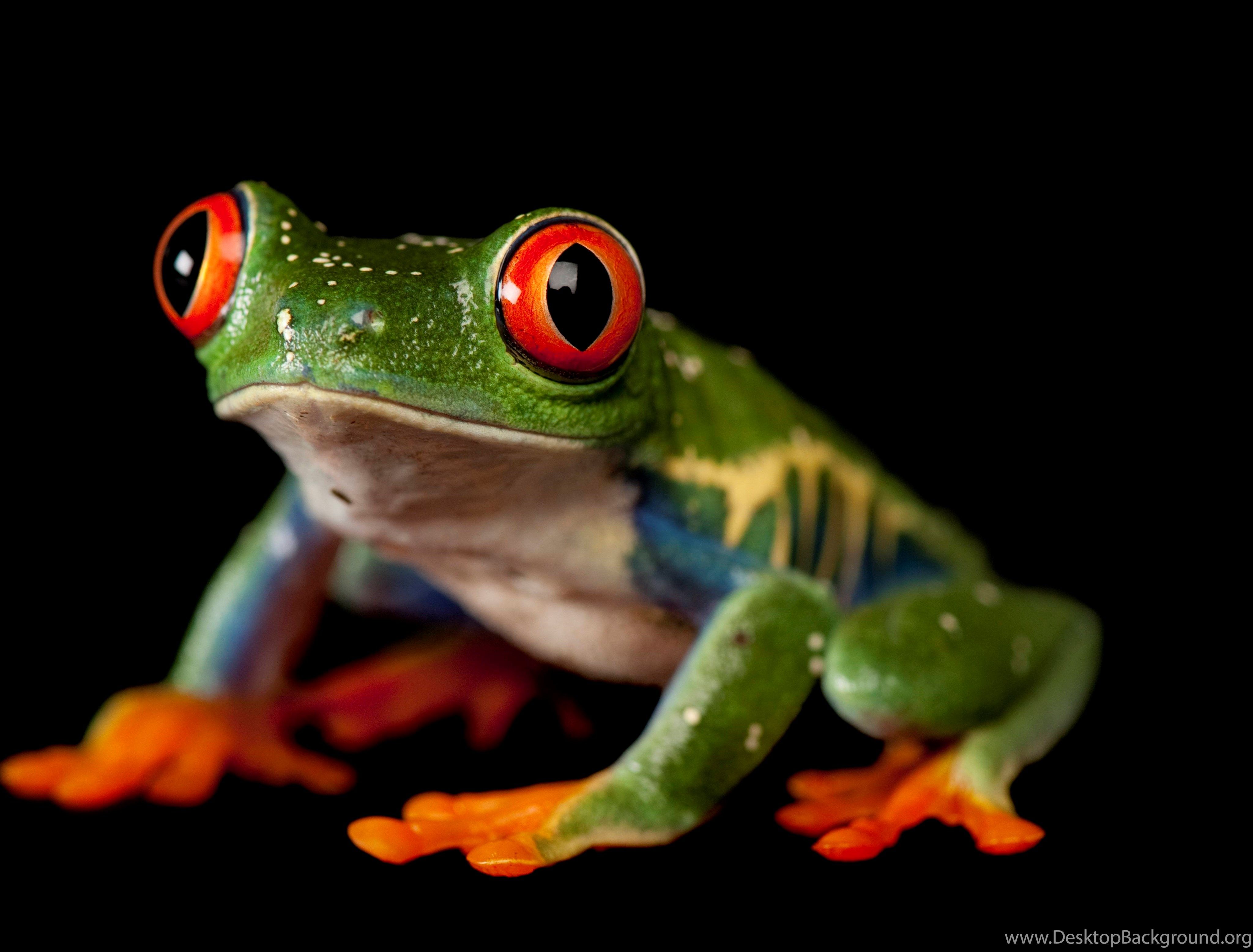 Top HD Tree Frog Wallpaper Desktop Background