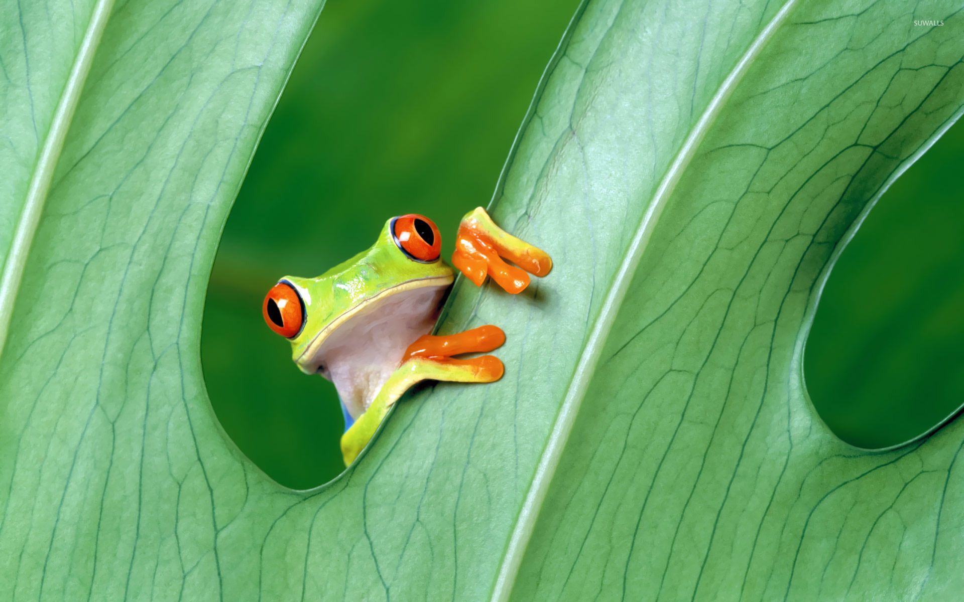 Tree Frog Wallpaper