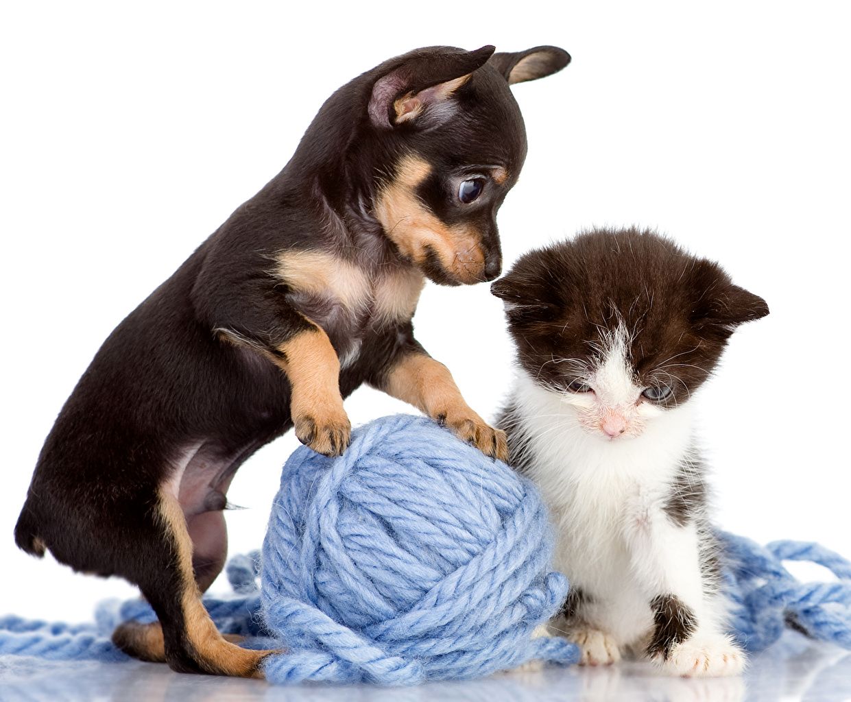 Desktop Wallpaper Kittens puppies Pinscher cat dog Two Animals