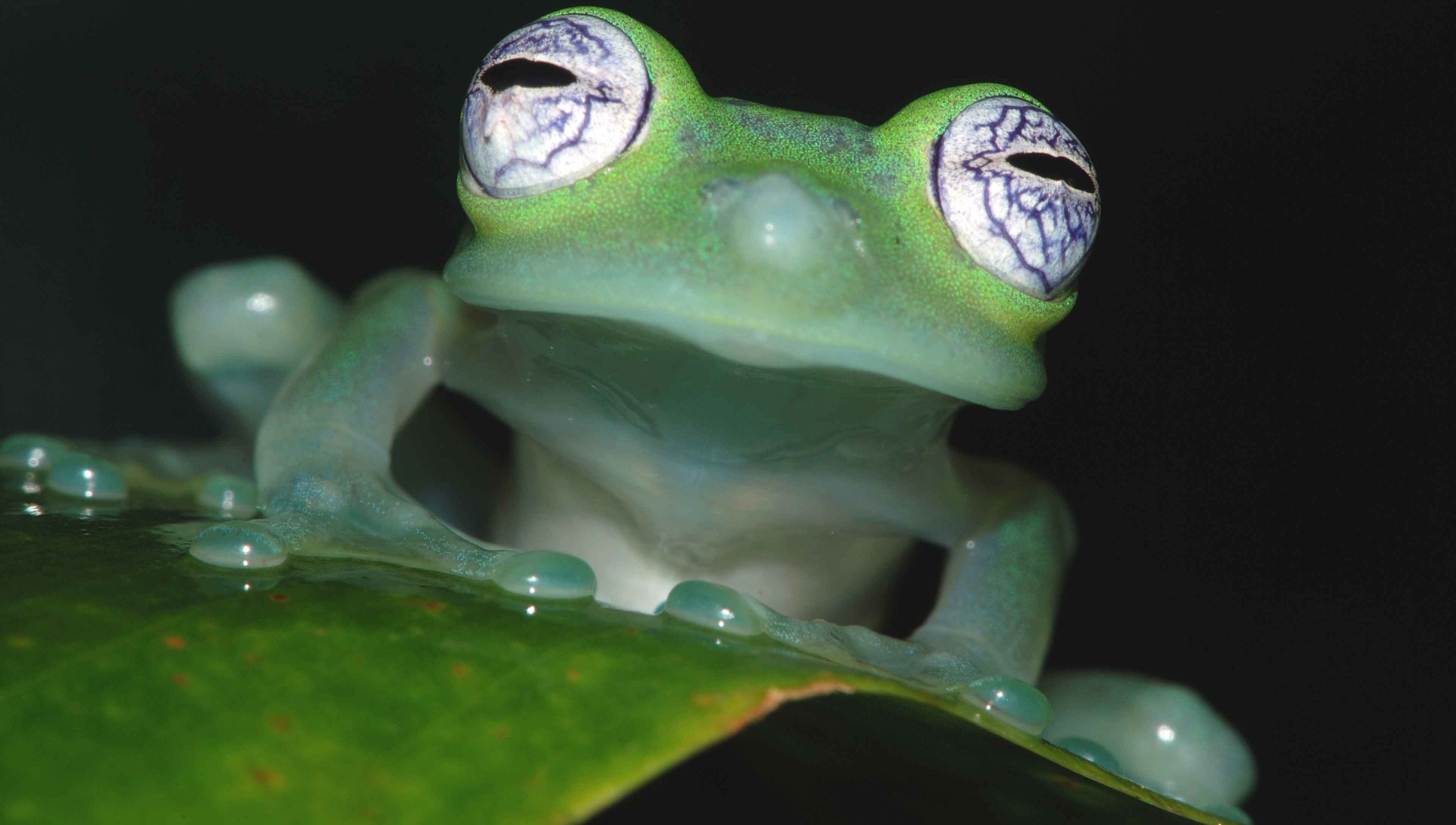 Frosch Wallpaper, Hintergründex2176. Glass frog, Rainforest animals, Amazon rainforest animals