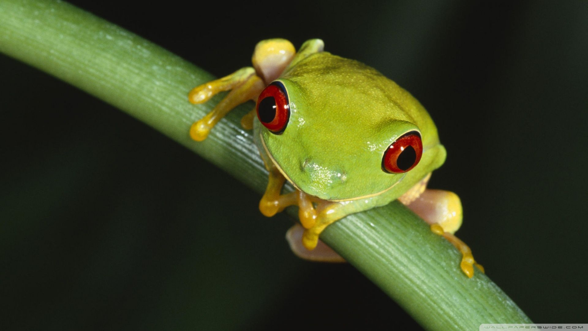 Tree Frog Wallpaper