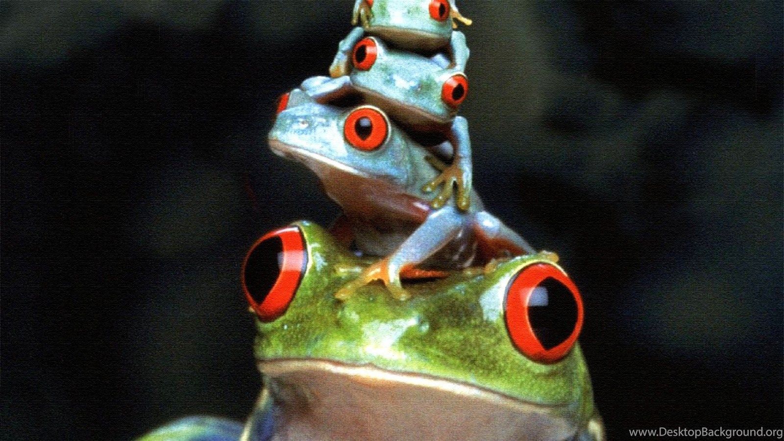 10 Red Eyed Tree Frog HD Wallpapers Desktop Backgrounds