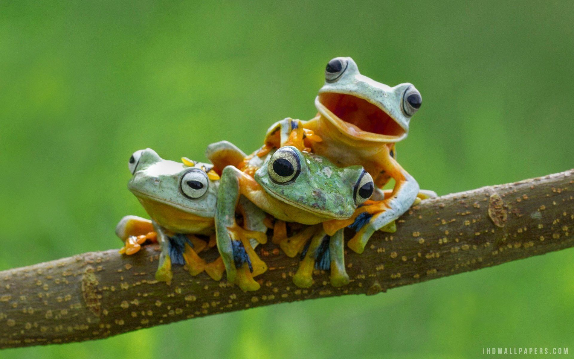 Tree Frog Wallpaper