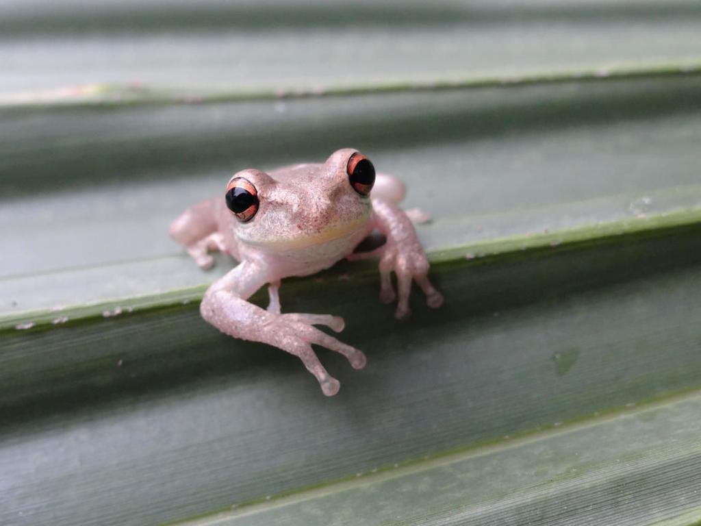 Invasive Cuban tree frogs might be here to stay in Louisiana; can cause ecological, economic harm