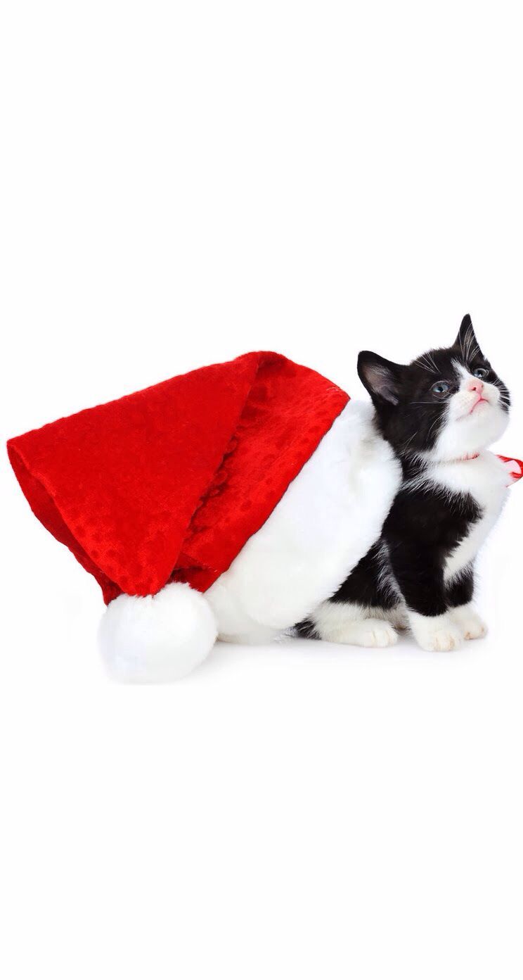 Kitty in Santa hat. Kitten wallpaper, Christmas kitten, Funny cat wallpaper
