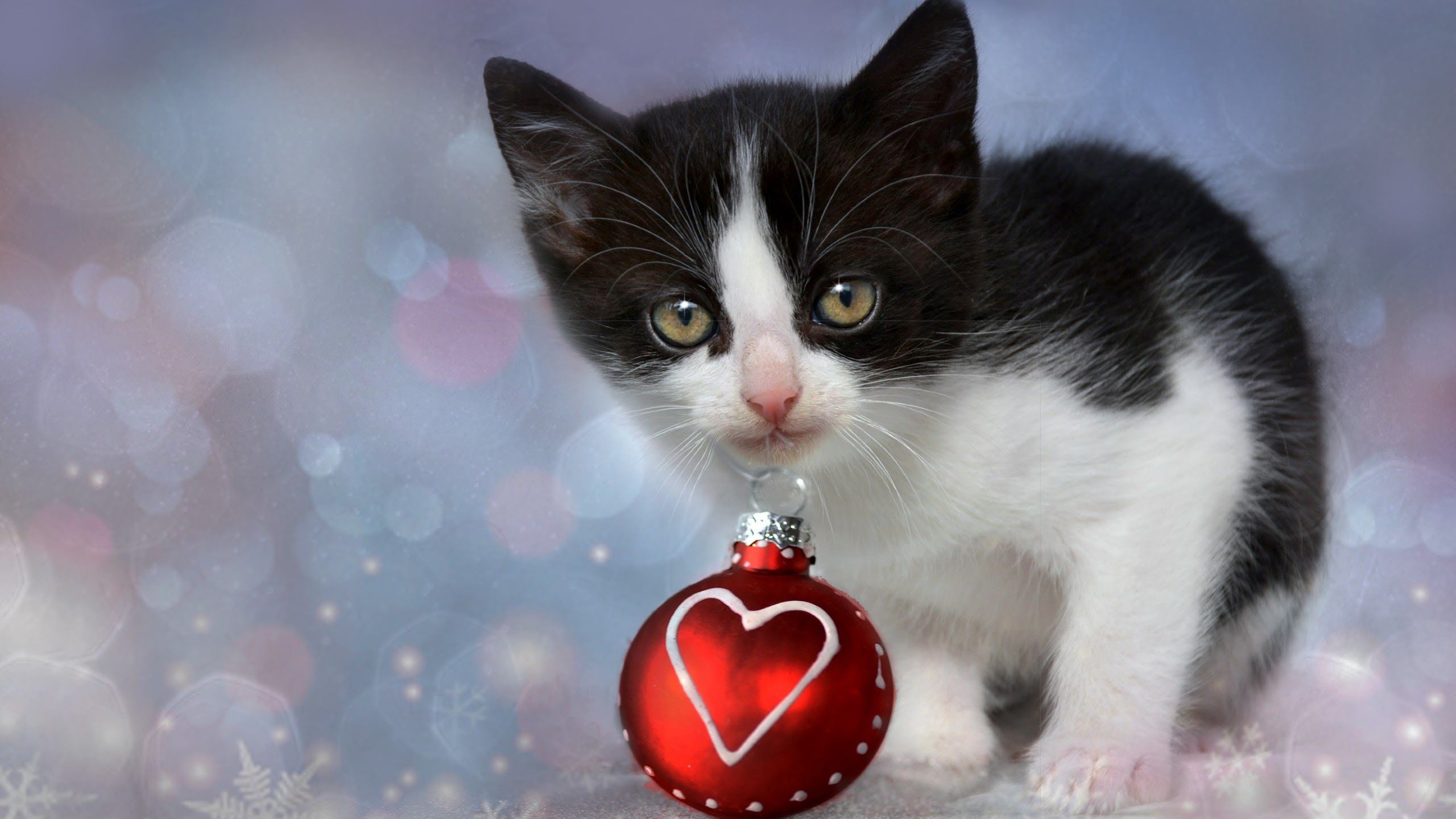 Download 2560x1440 Kitten, Christmas Decoration, Bokeh, Black And White, Cats Wallpaper for iMac 27 inch
