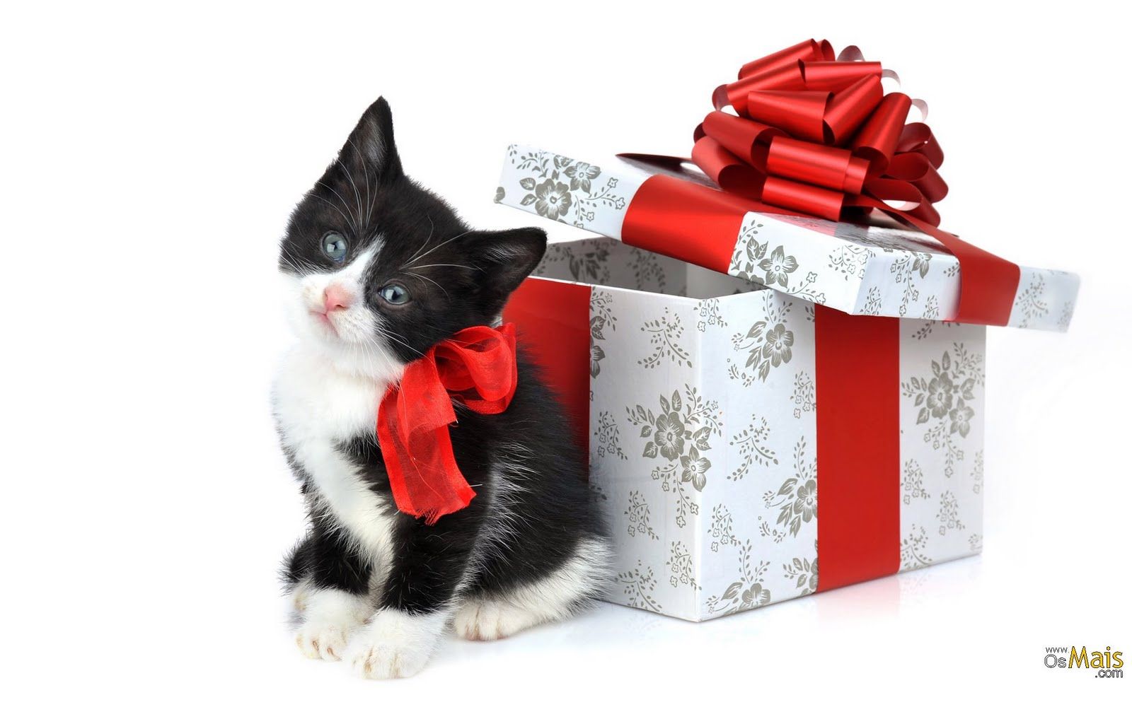 Christmas Black And White Kitten HD Wallpaper