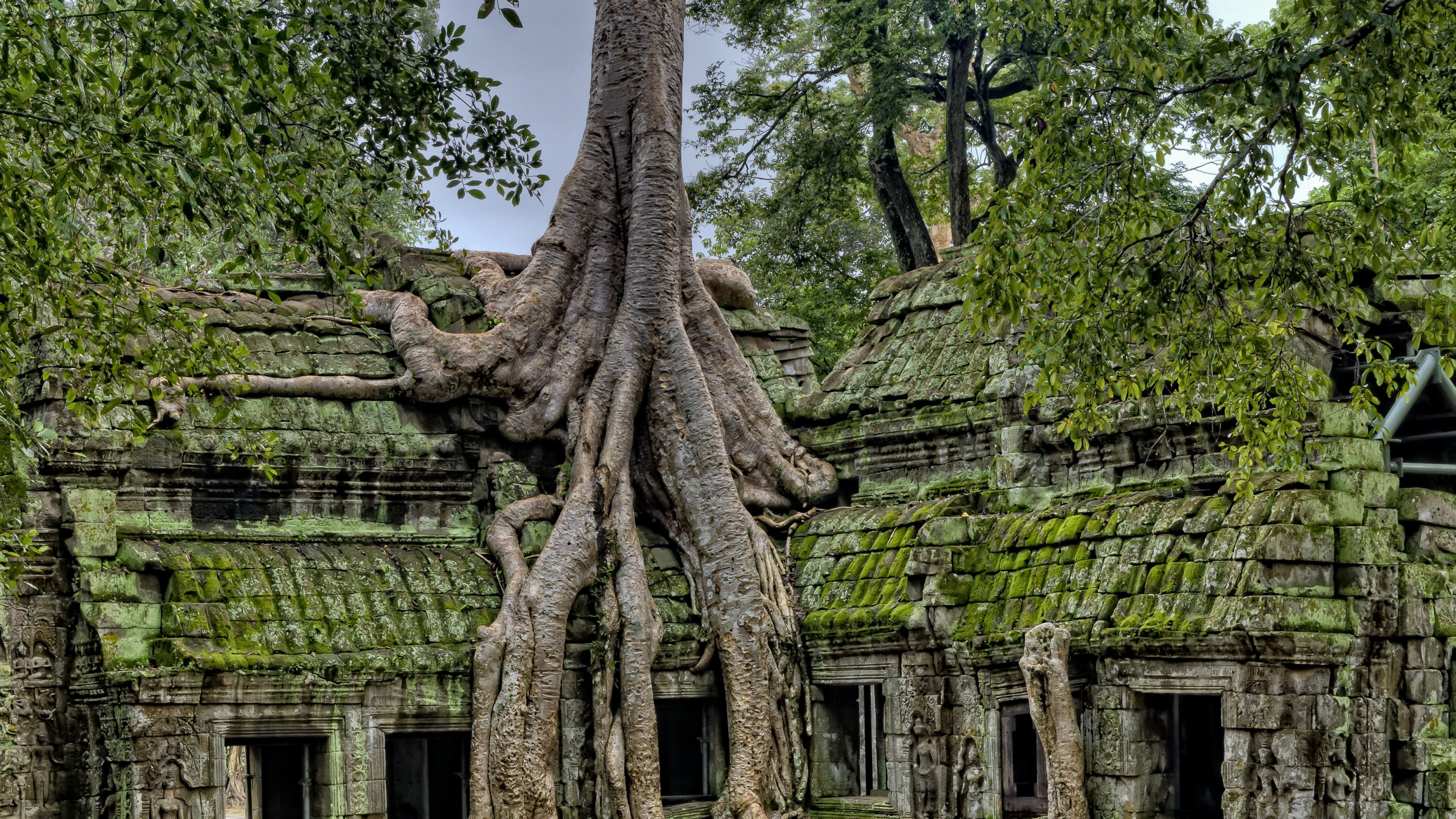 Download 3840x2160 Old Tree, Ruins, Ancient Wallpaper for UHD TV