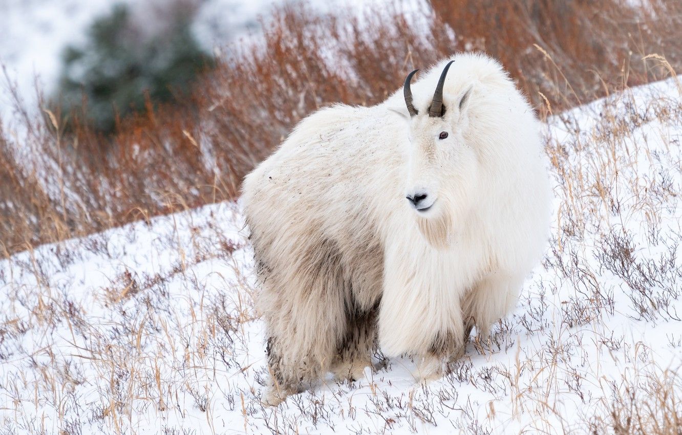 Wallpaper winter, look, snow, goat, wool, slope, white, mountain, goat, dry grass, goat, mountain goat image for desktop, section животные